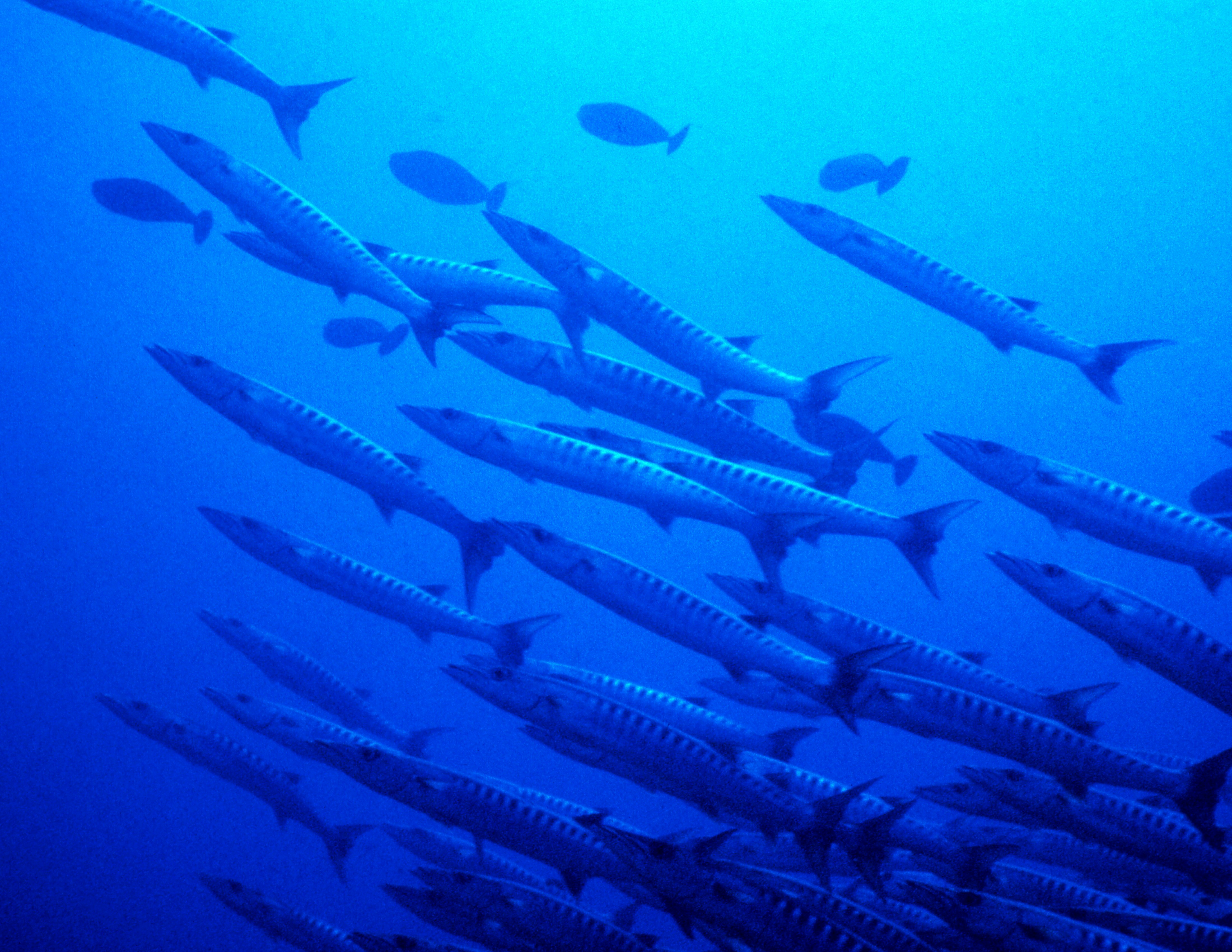 Large school of chevron barracuda in deep blue water