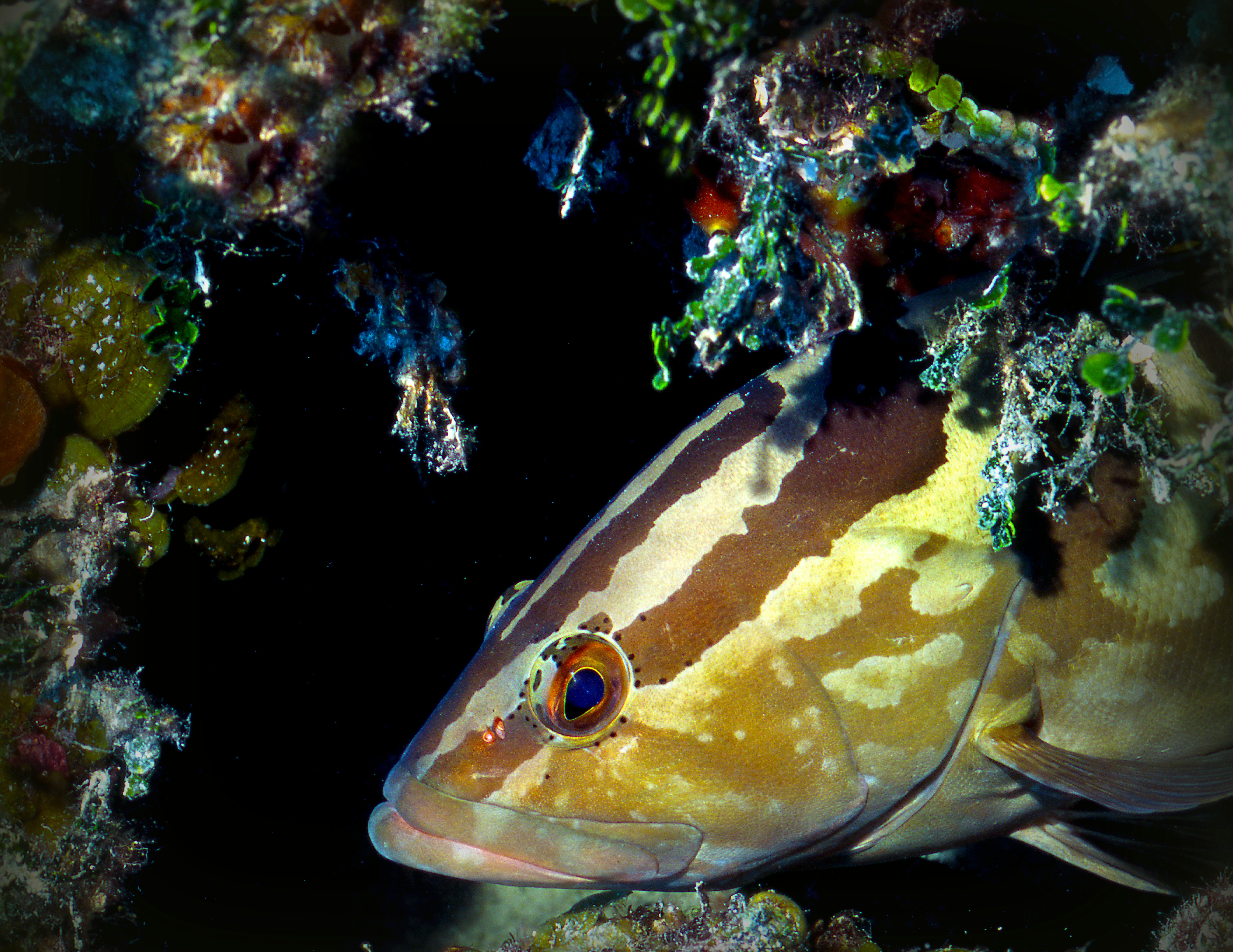 A Nassau grouper with brown stripes resting near dark coral and seaweed.