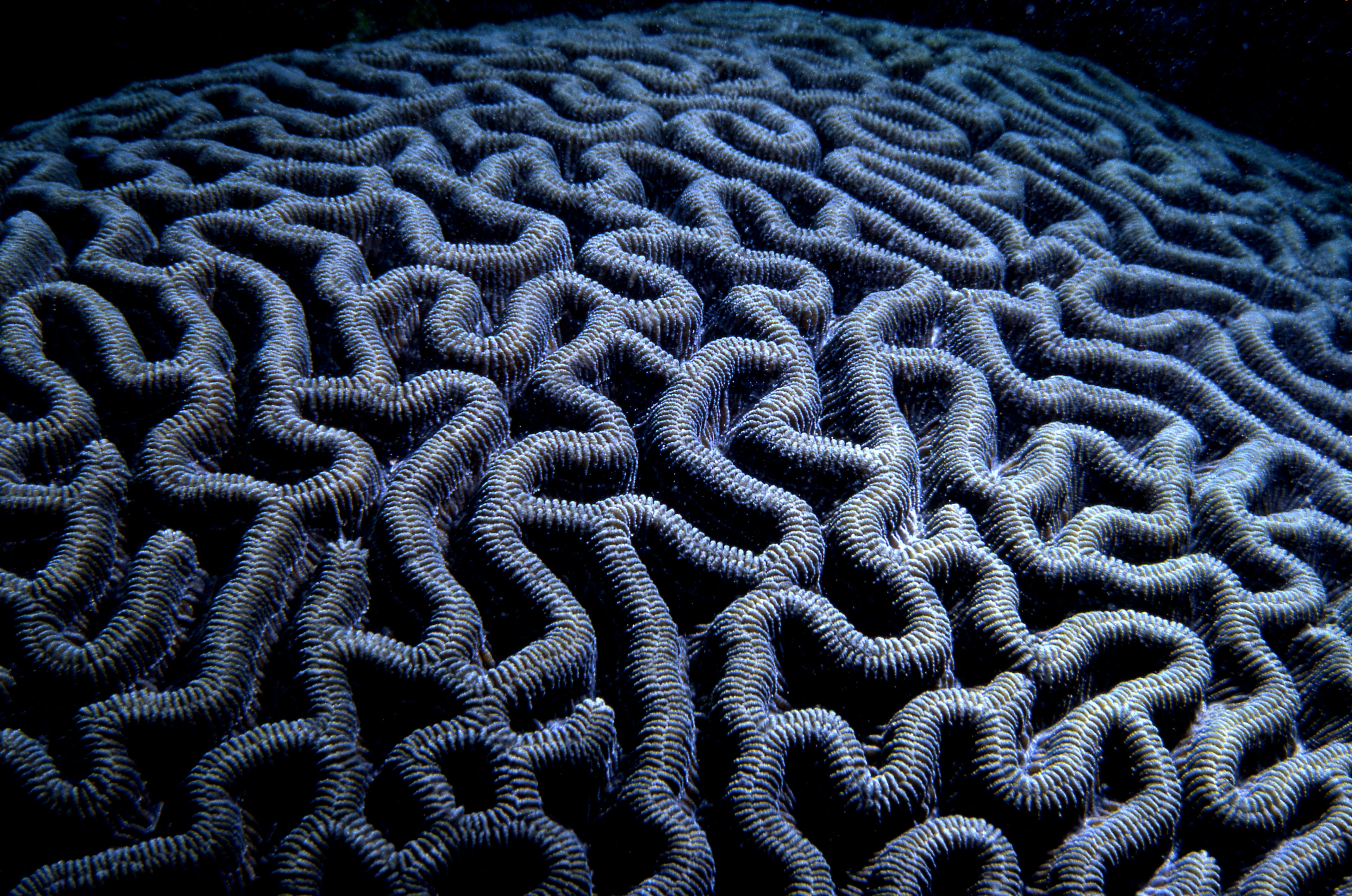 Underwater coral reef ecosystem