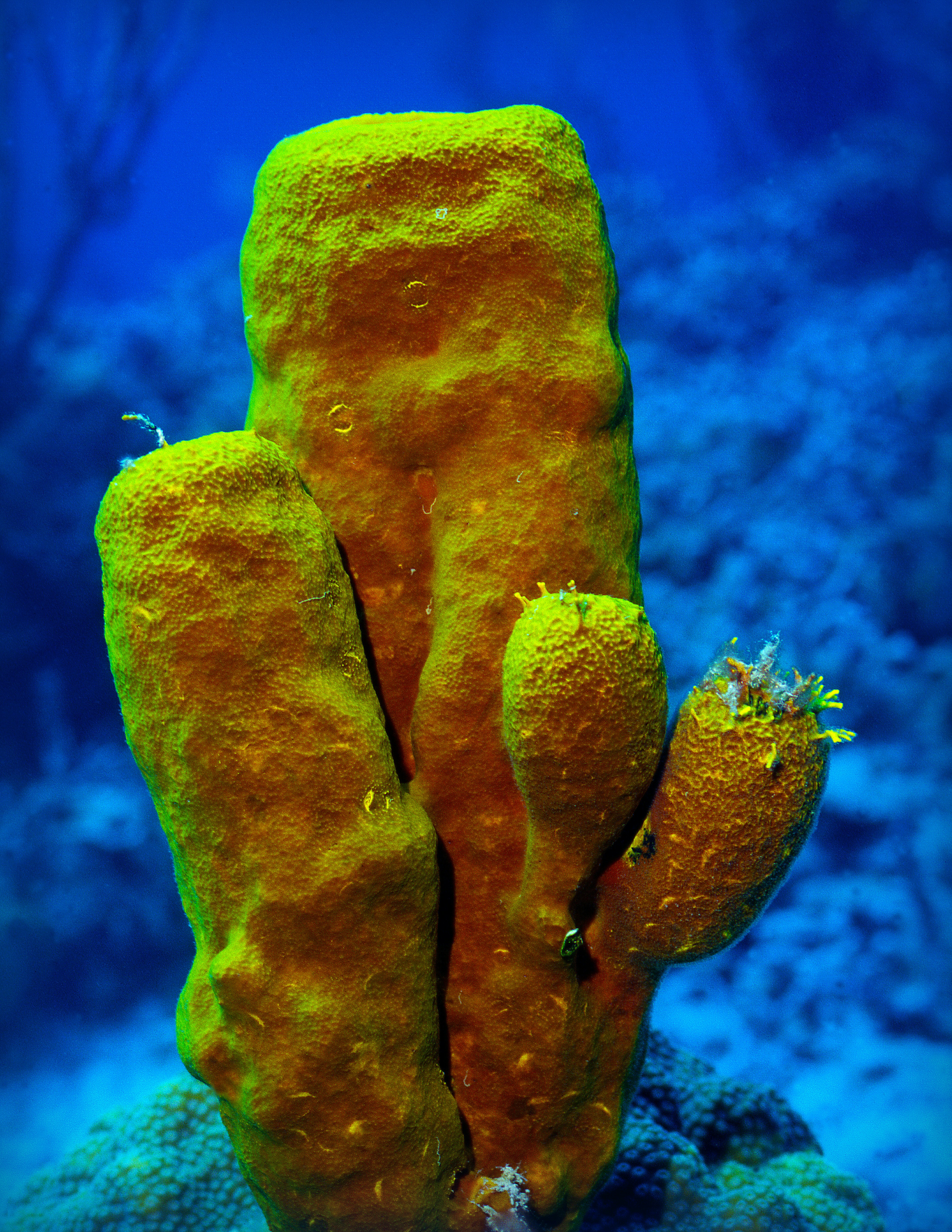 A bright yellow tube sponge growing on a coral reef underwater