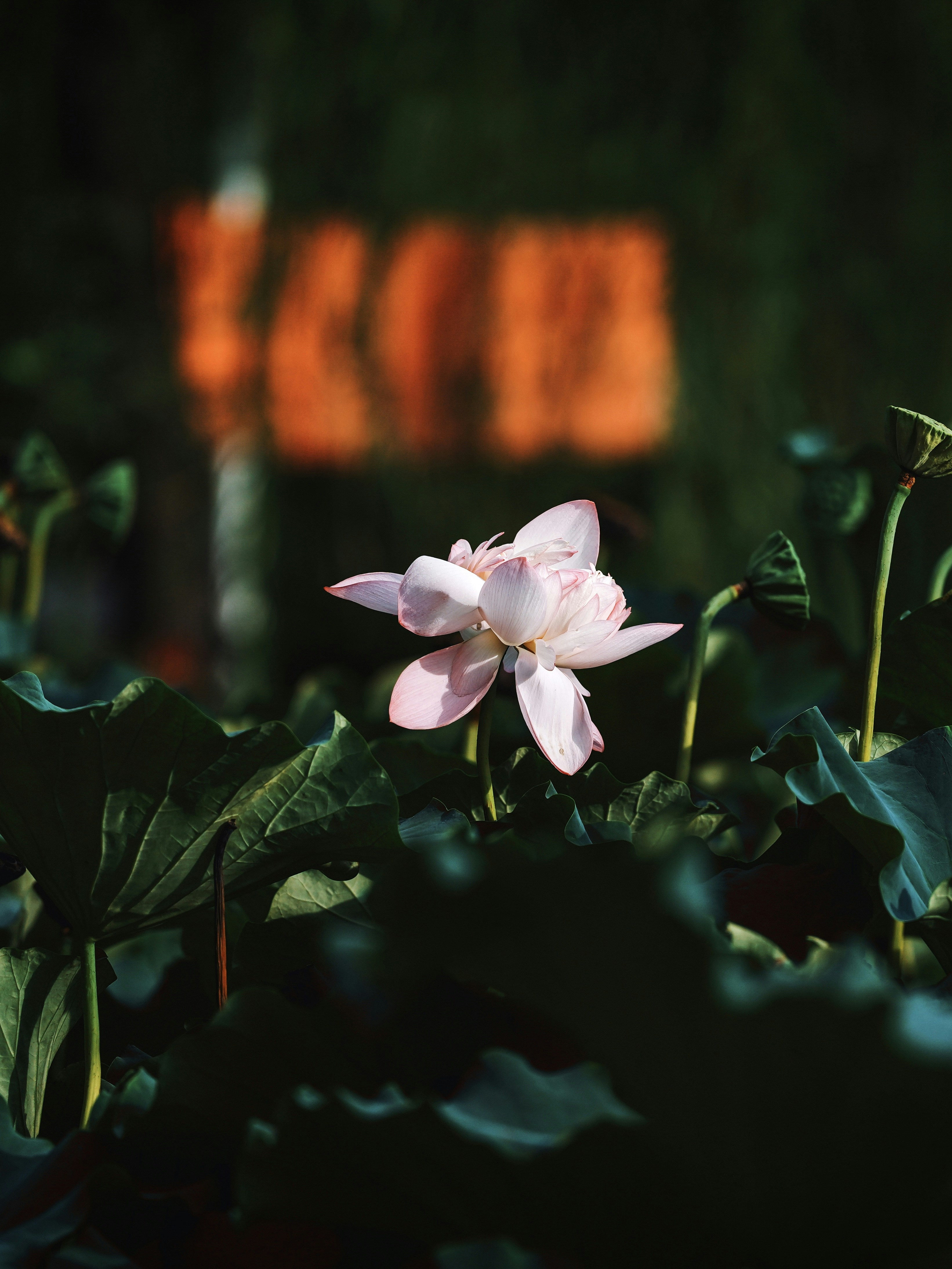 Pink lotus flower blooming amidst dark green leaves