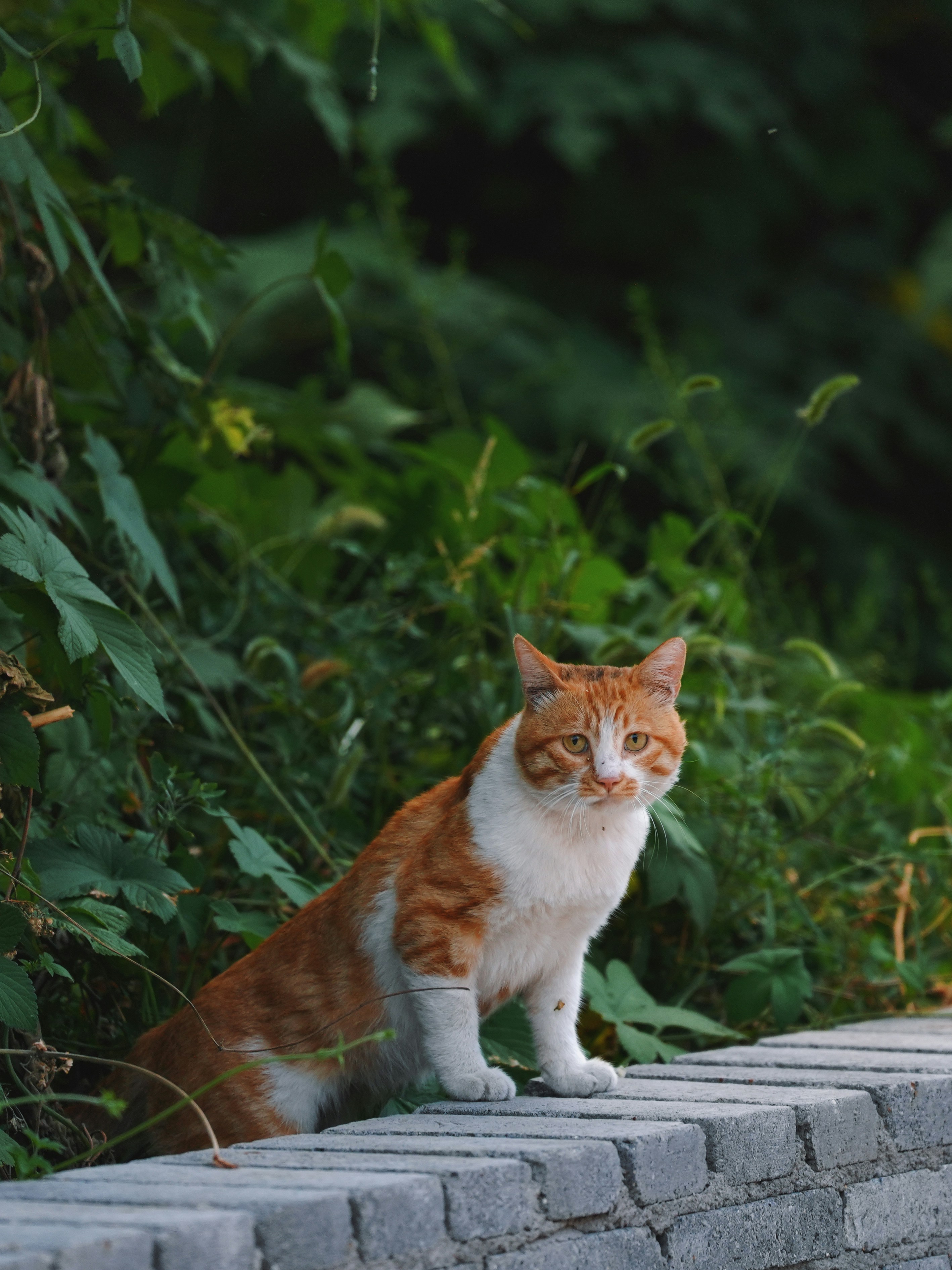 An orange and white cat sits on a stone wall
