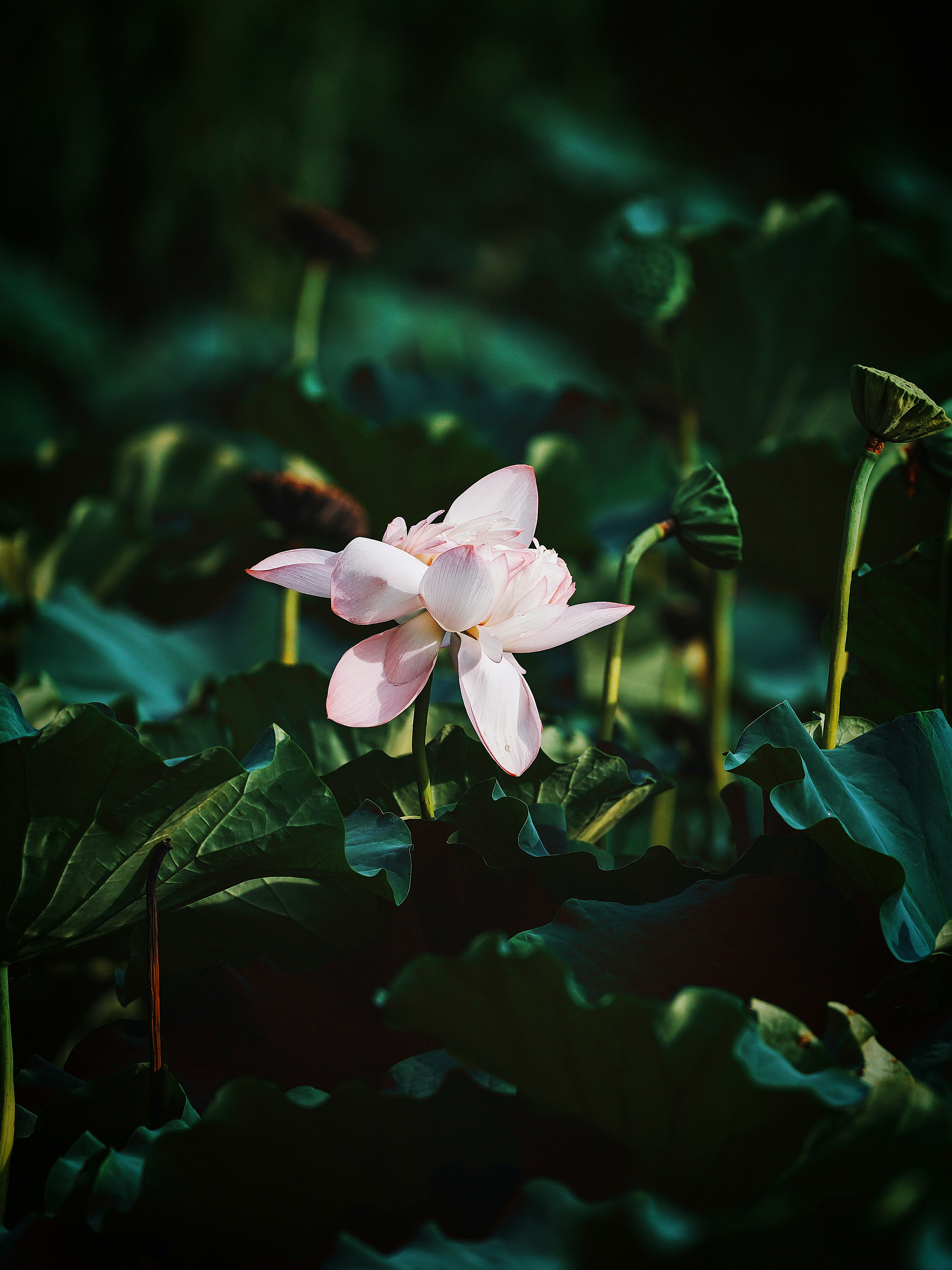 Pink lotus flower surrounded by lush dark green leaves