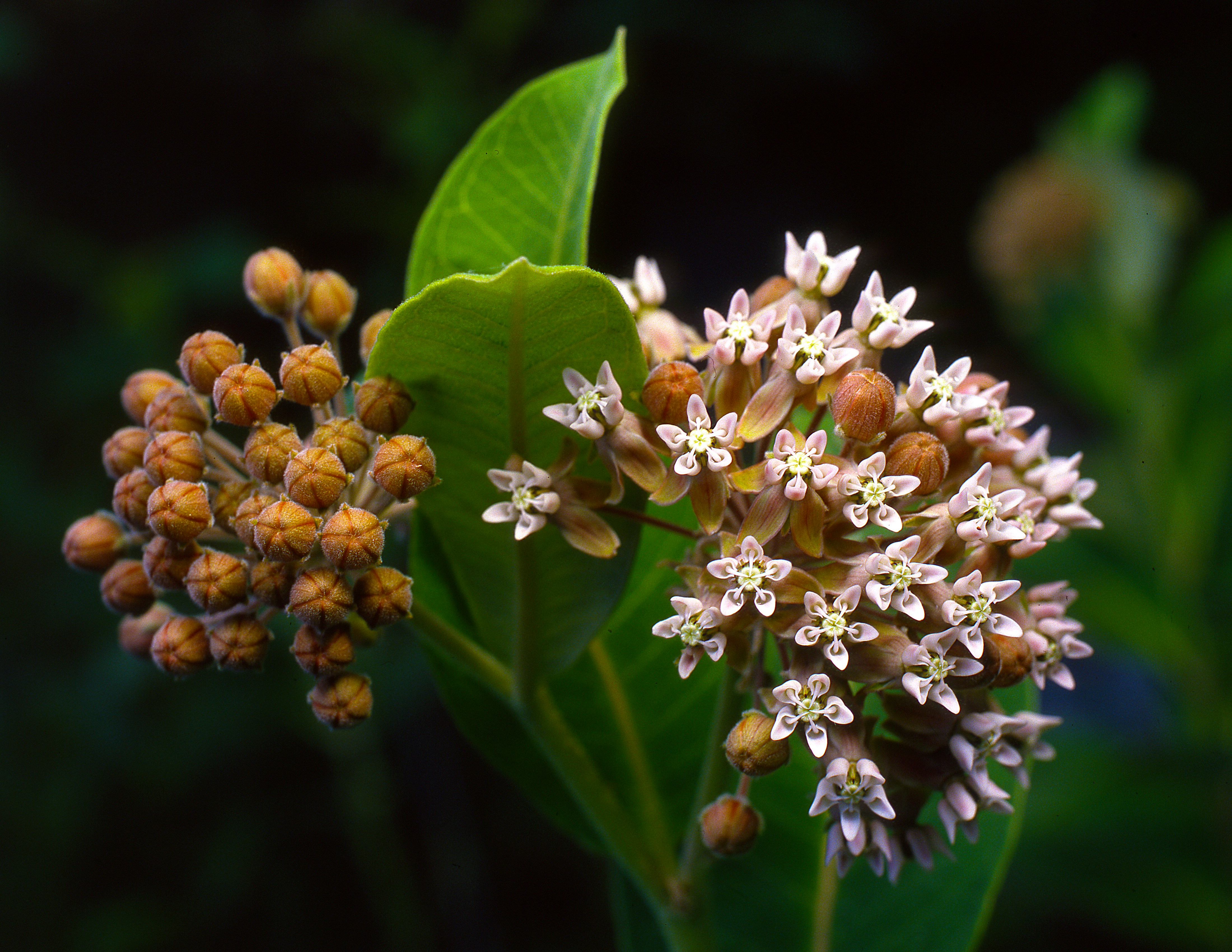 淡いピンク色のミルクウィードの花と、緑色の茎に生えた丸い蕾の房