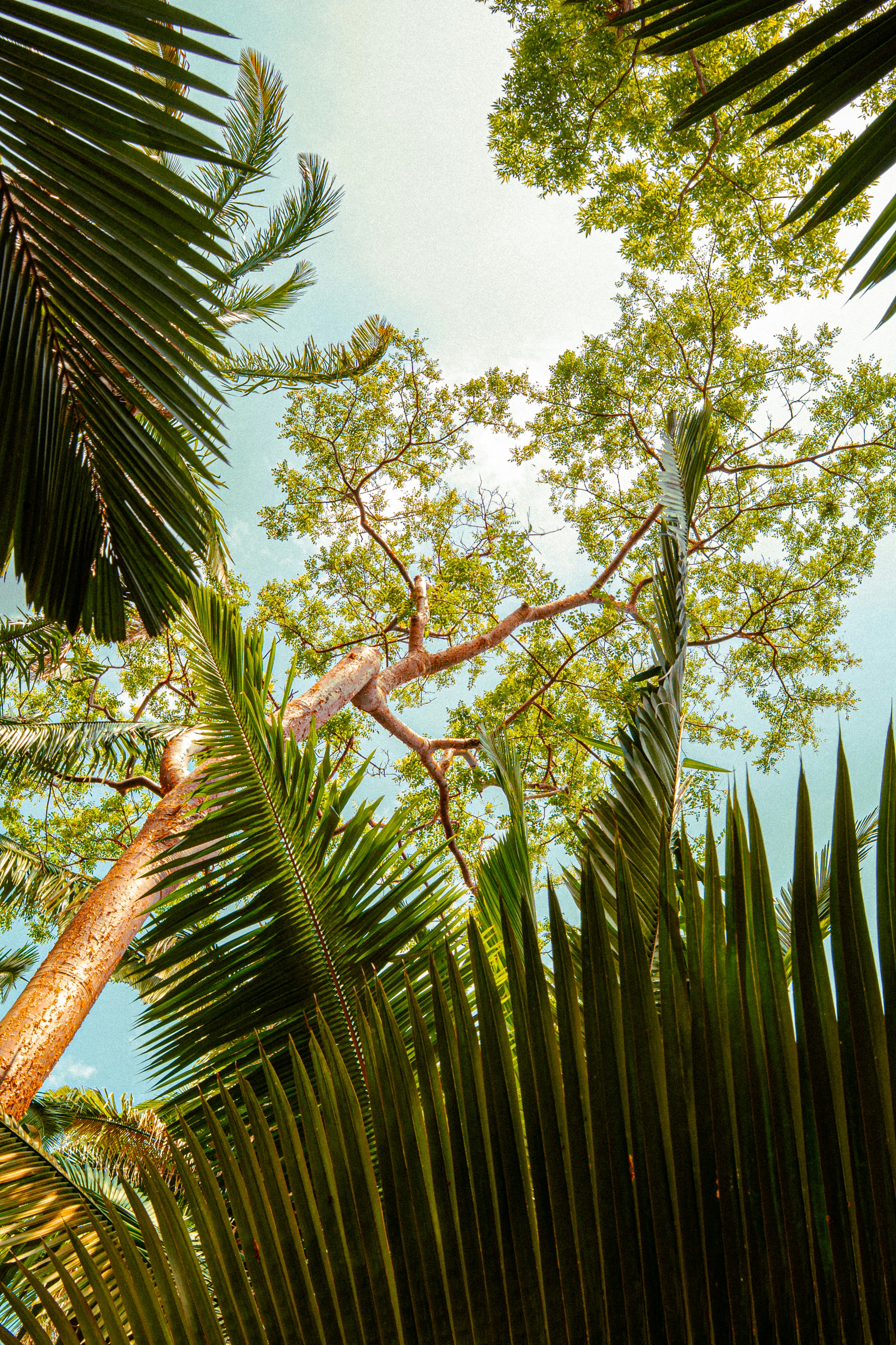 Lush tropical trees and palm fronds against a blue sky.
