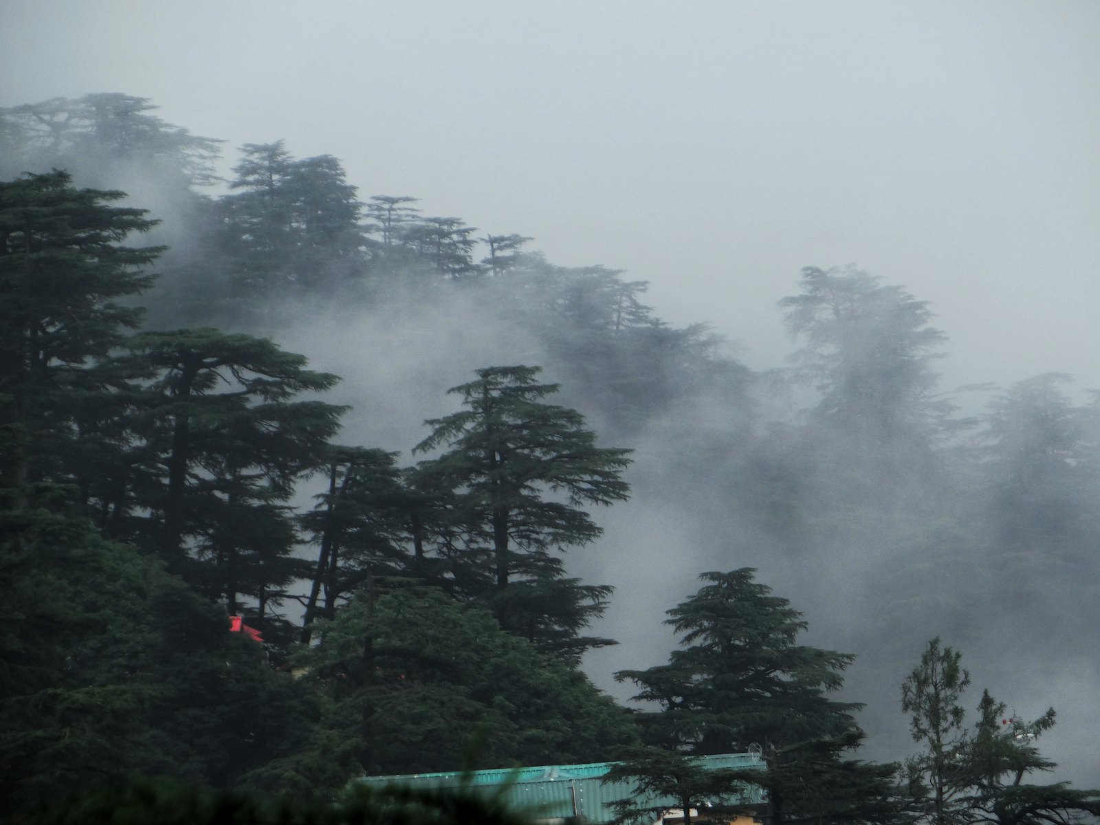 Cedar trees on a hillside wrapped in slow morning mist