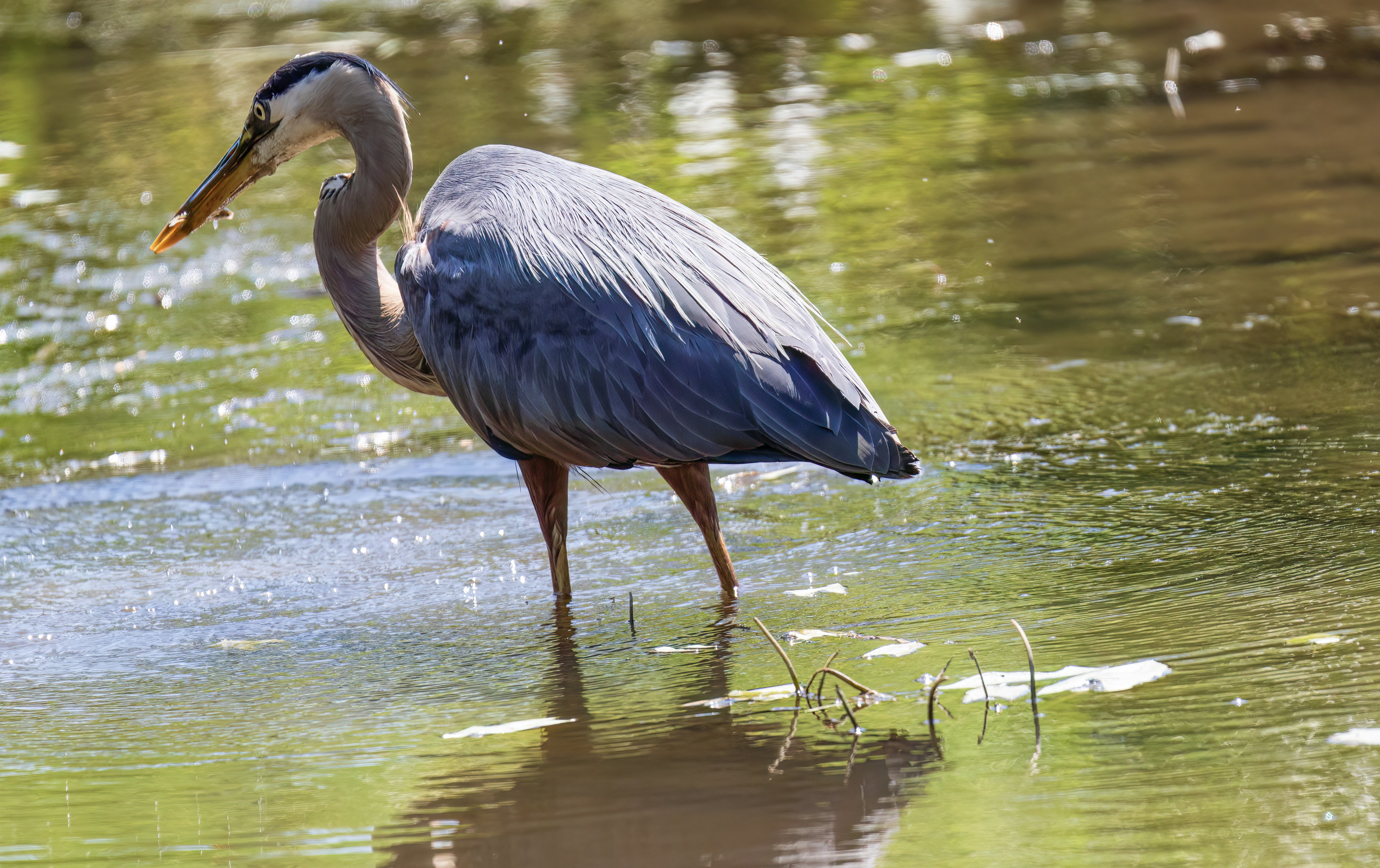 Un grand héron bleu patauge dans des eaux peu profondes baignées de soleil.