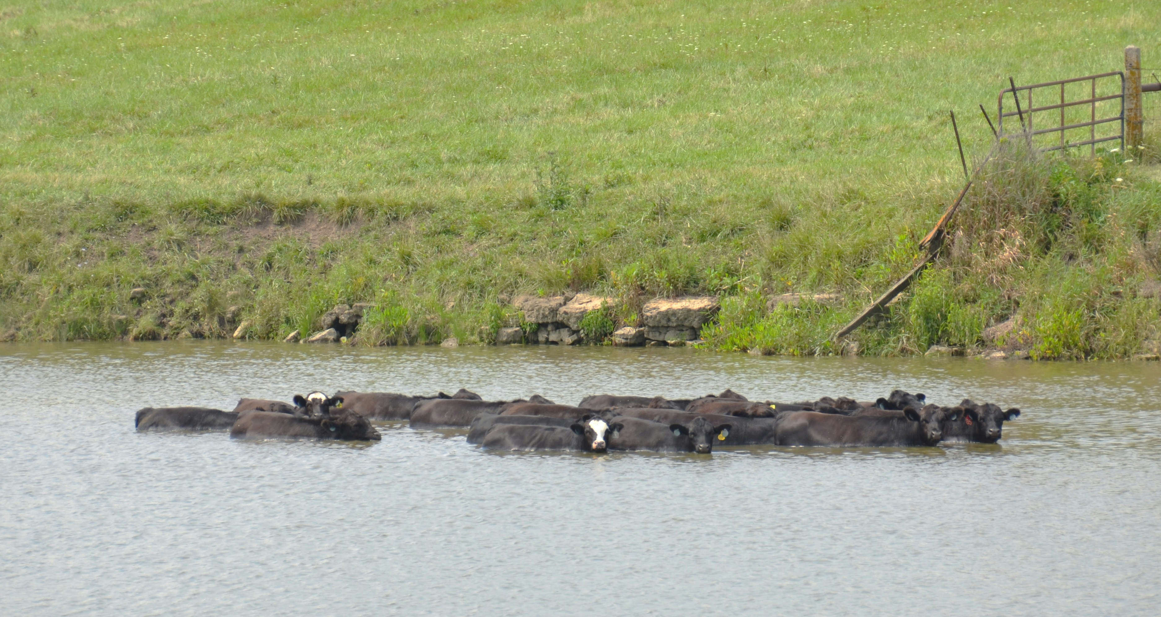 Cows cooling off in a pond on a green pasture.