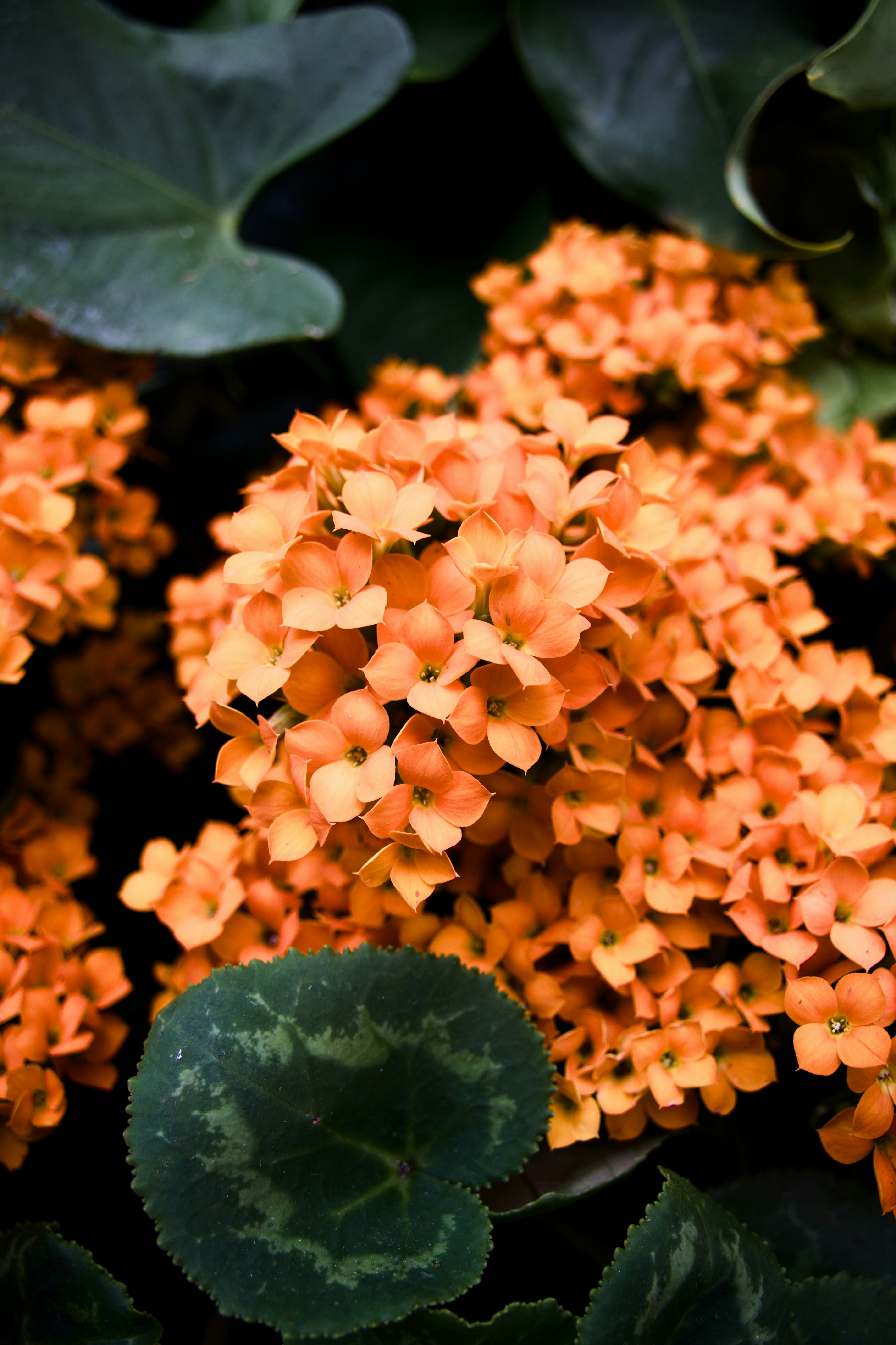 Leuchtend orangefarbene Blüten blühen umgeben von dunkelgrünem Laub.