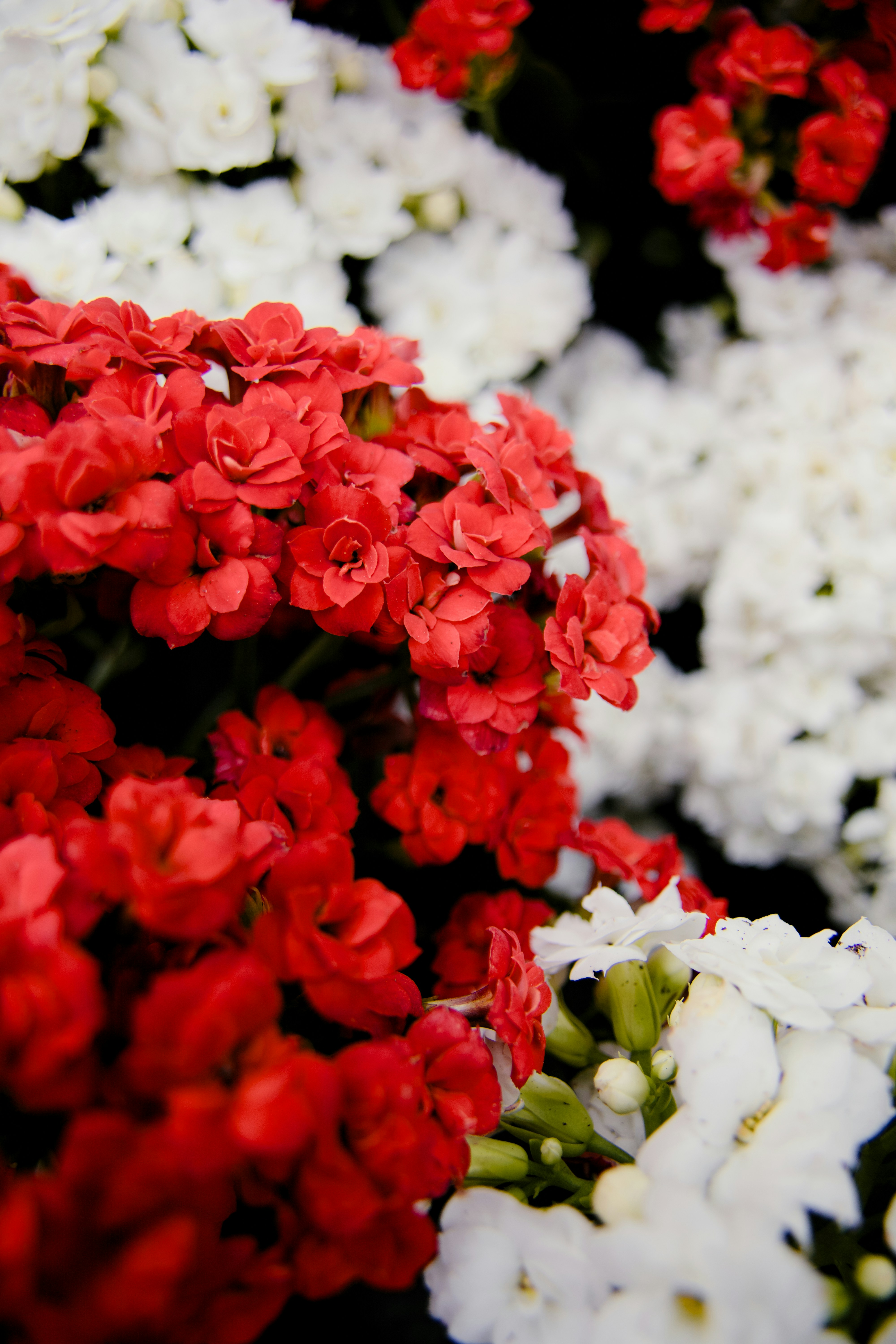 Leuchtend rote und weiße Blumen, die in einem Garten blühen.