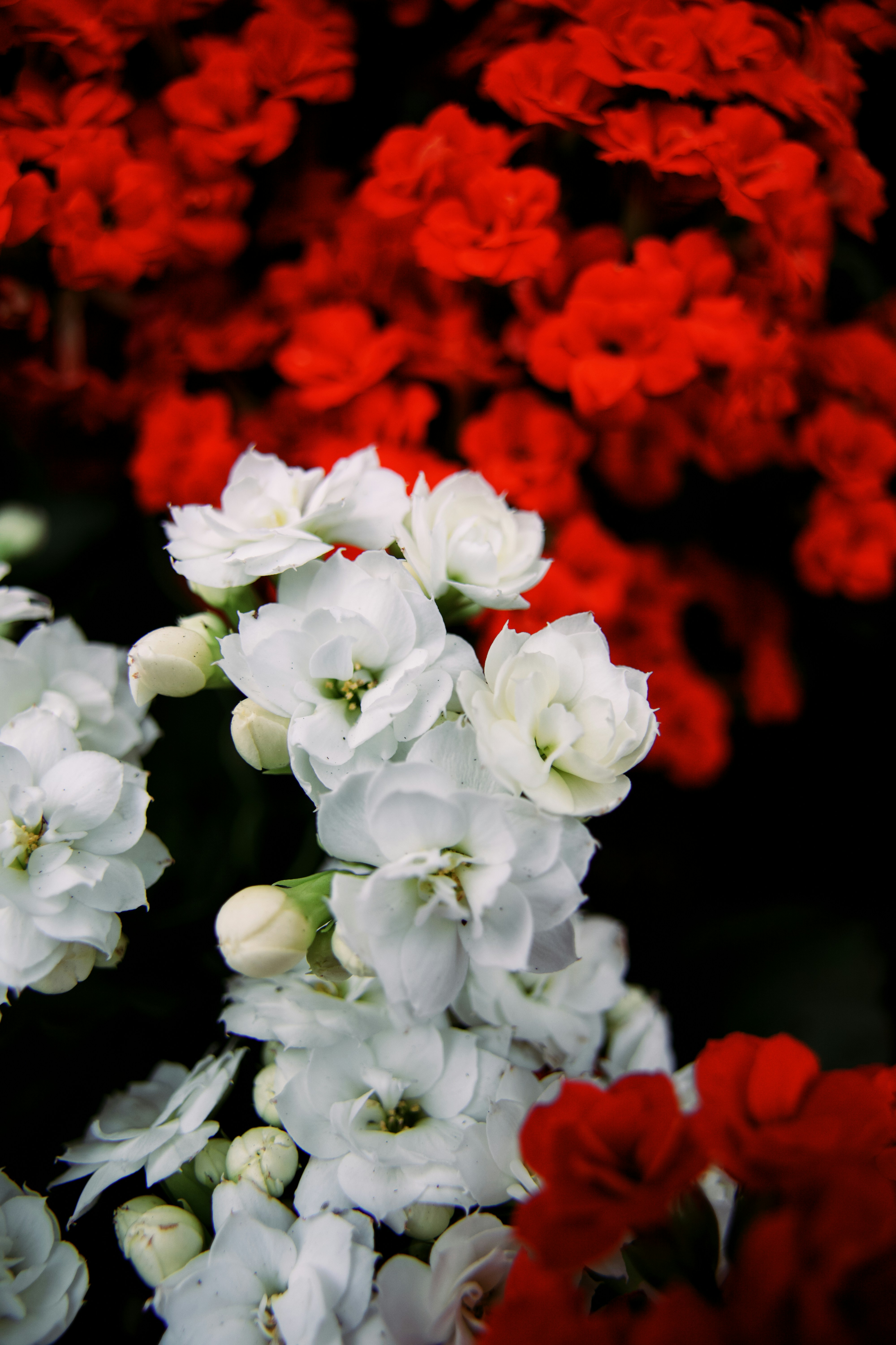 Weiße und rote Blumen blühten vor einem dunklen Hintergrund.