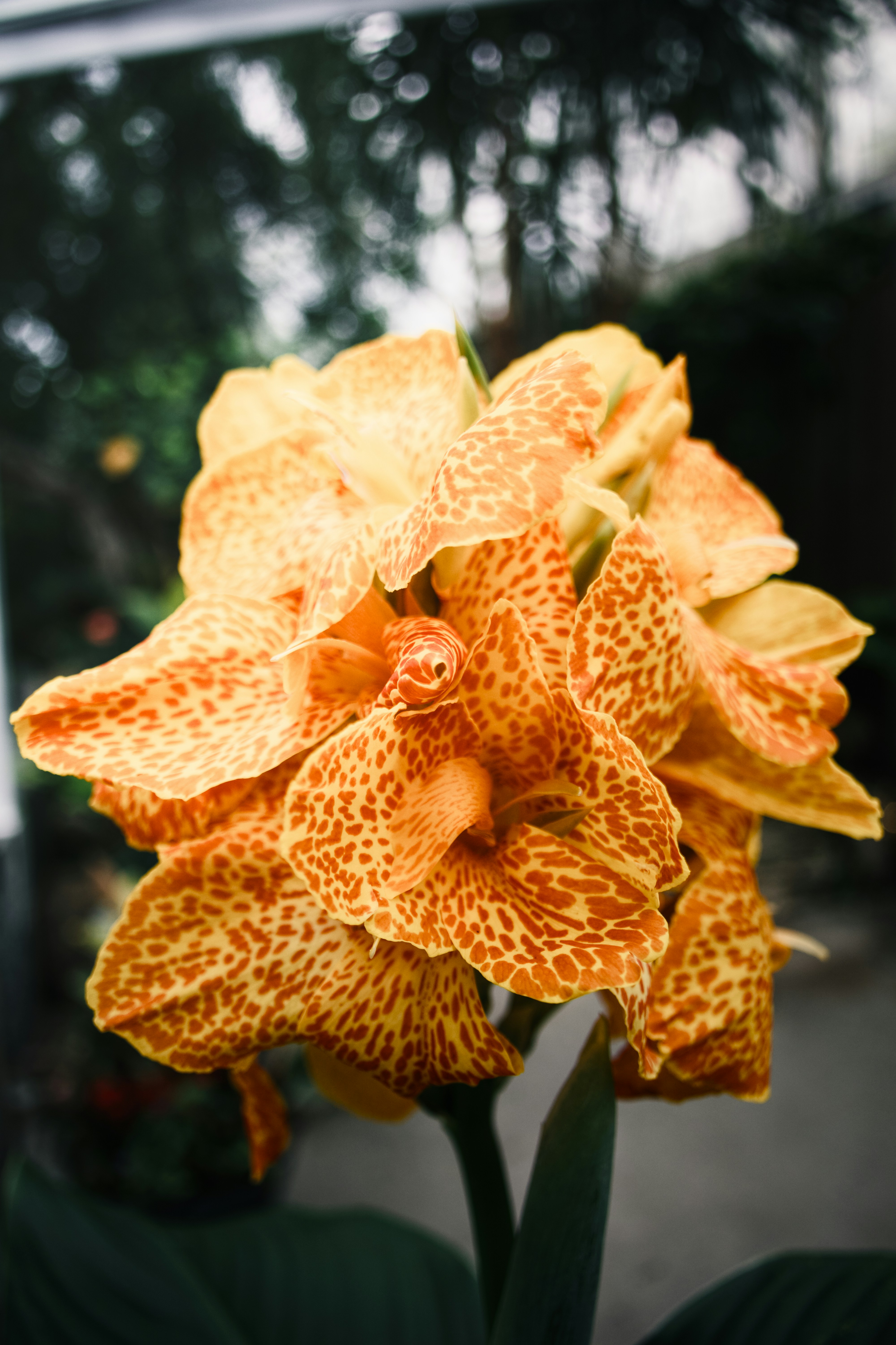Eine Büschel oranger und gelb gesprenkelter Blüten.