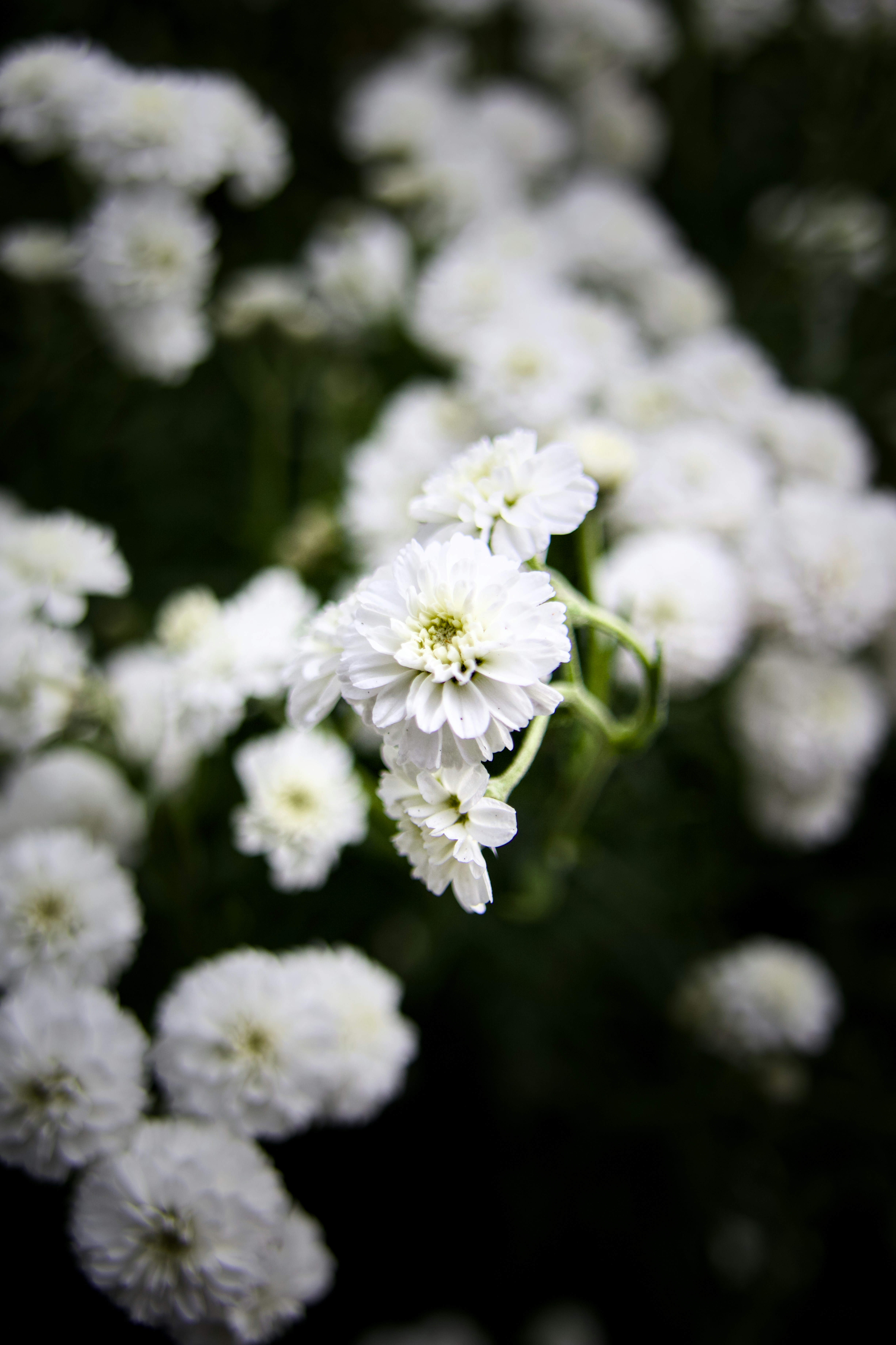 Büschel weißer Pom-Pom-Blüten mit grünem Zentrum.