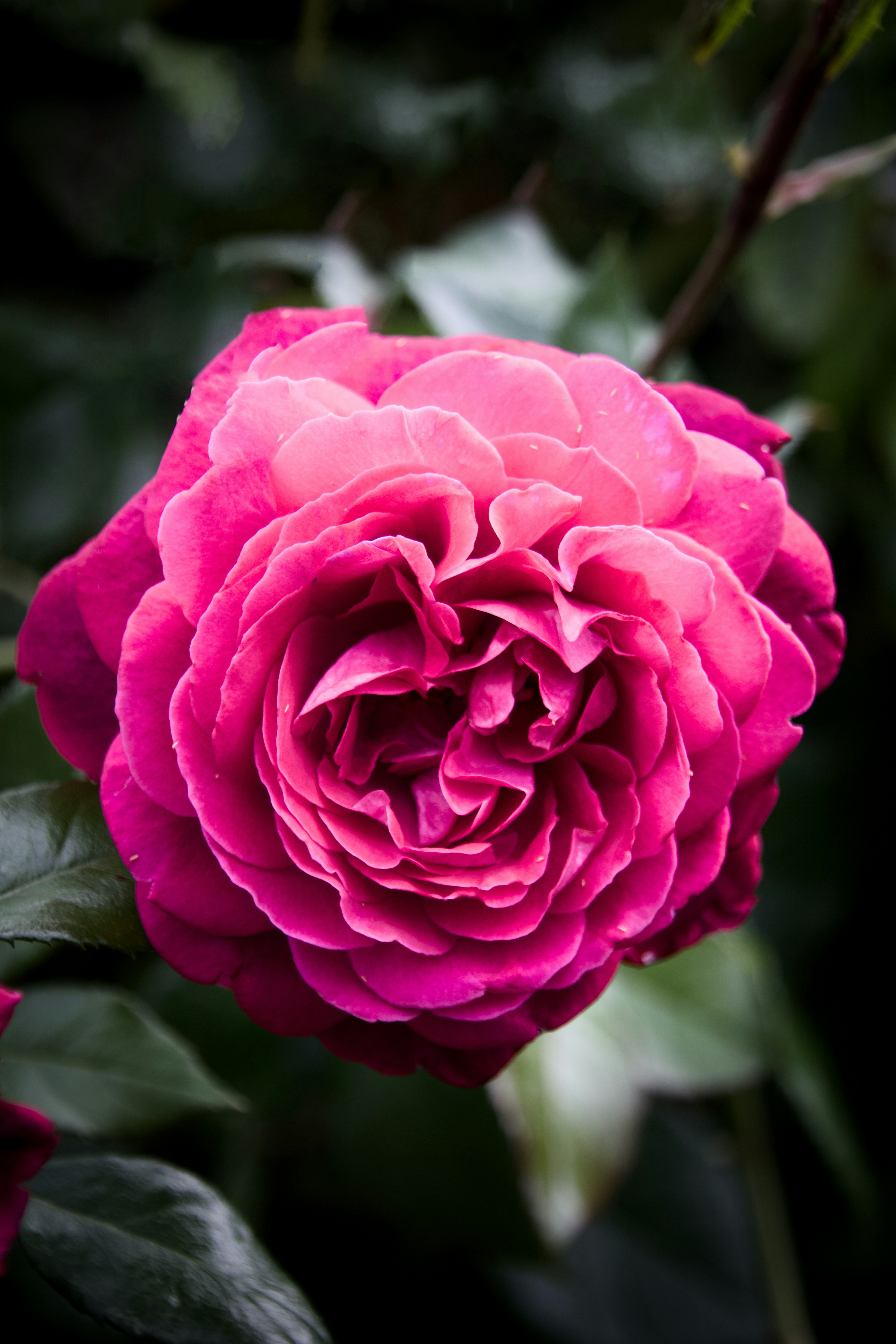 Leuchtend rosa Rosenblüte mit dunkelgrünem Laub.