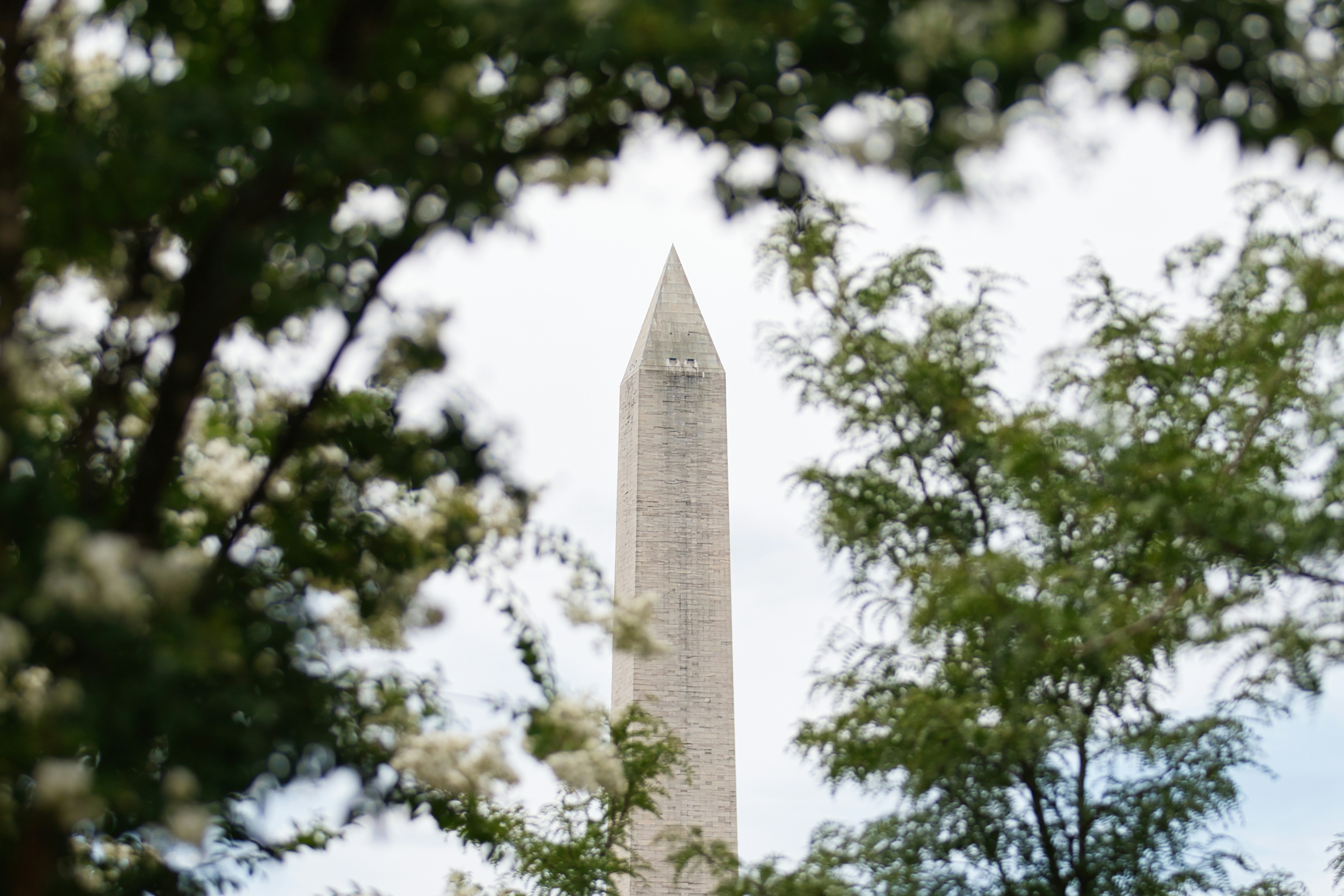Washington monument framed by lush trees and blossoms