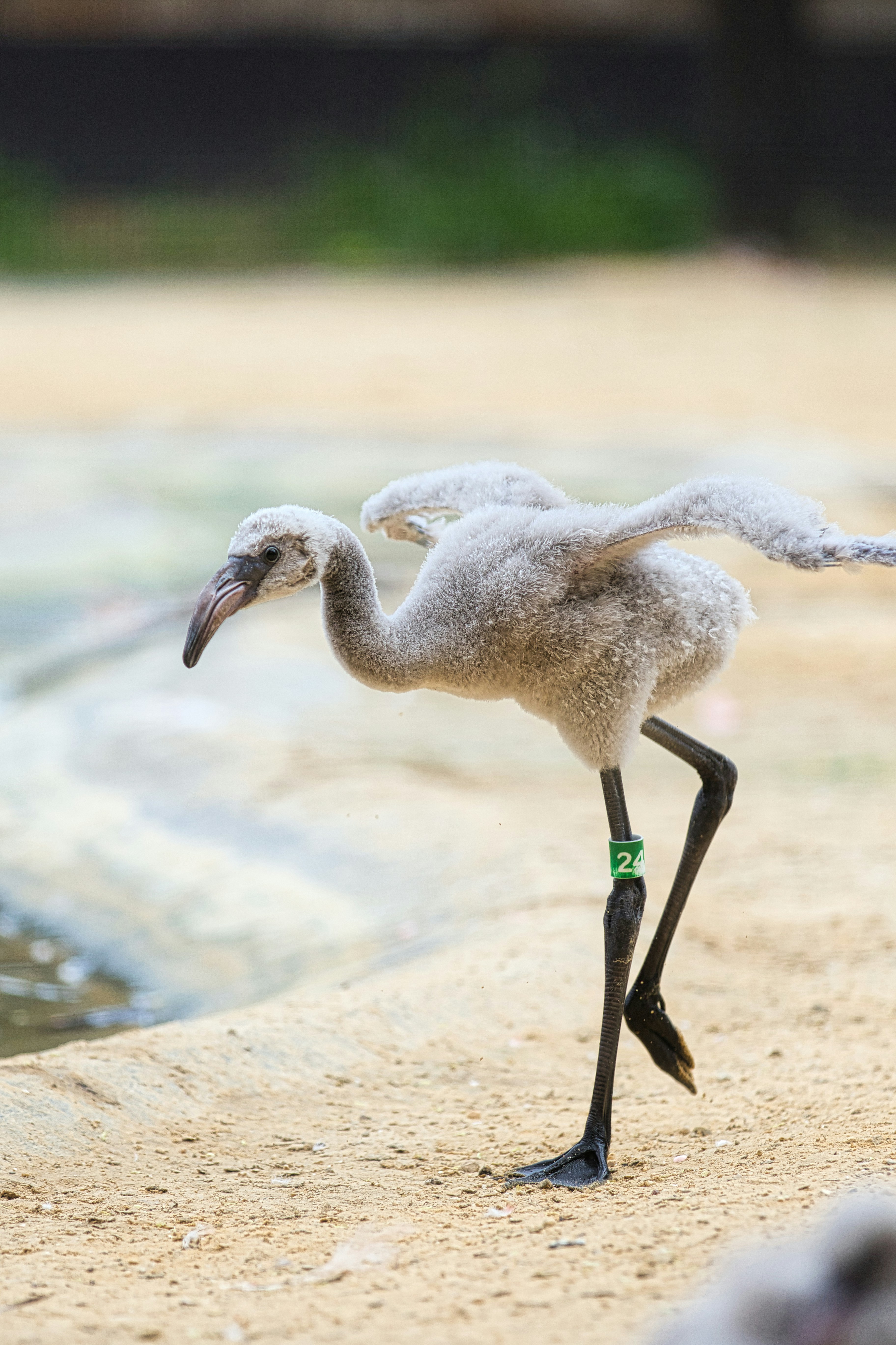 Grey flamingo chick with leg band on sand