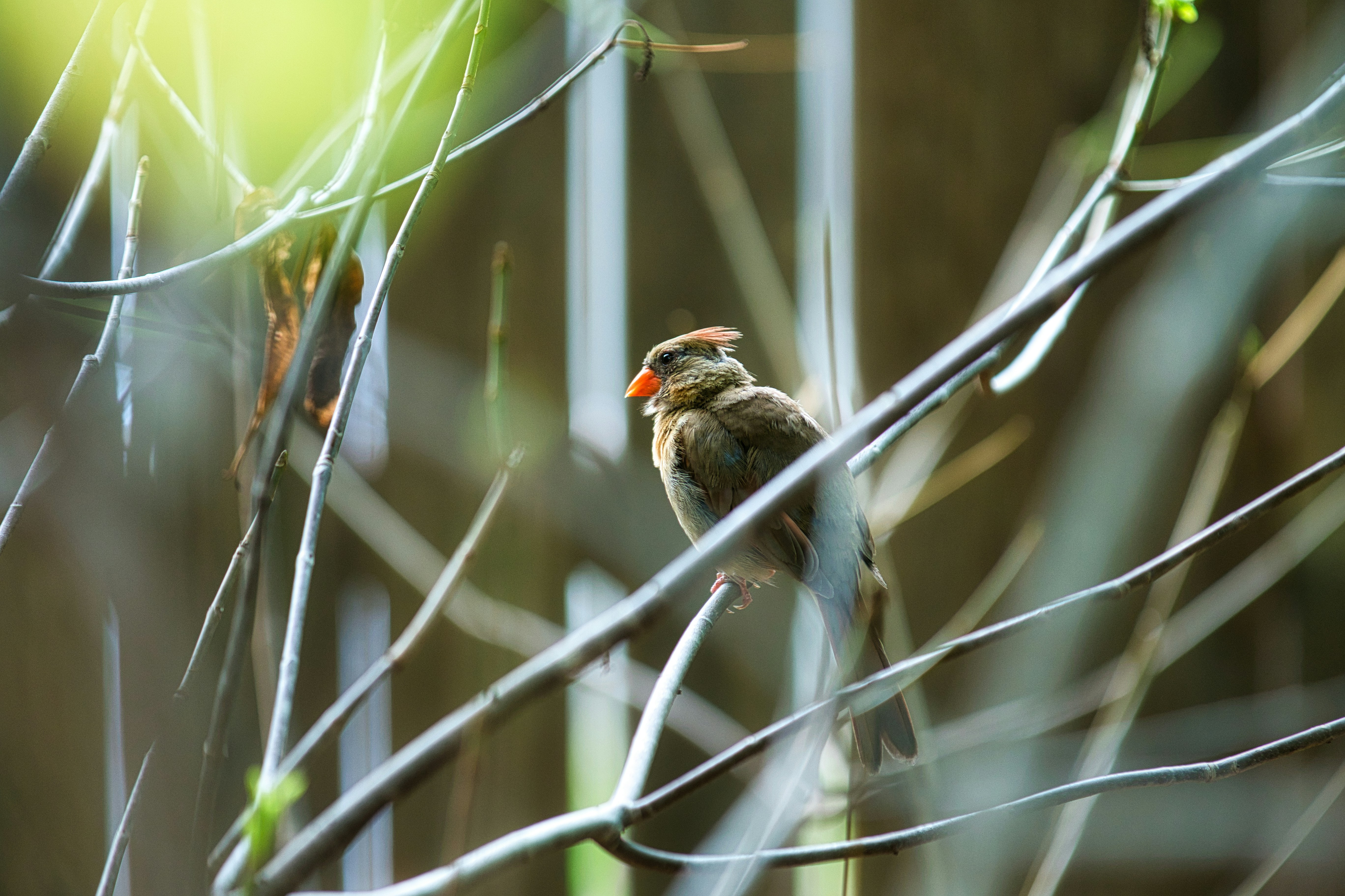 Female cardinal perched on a branch