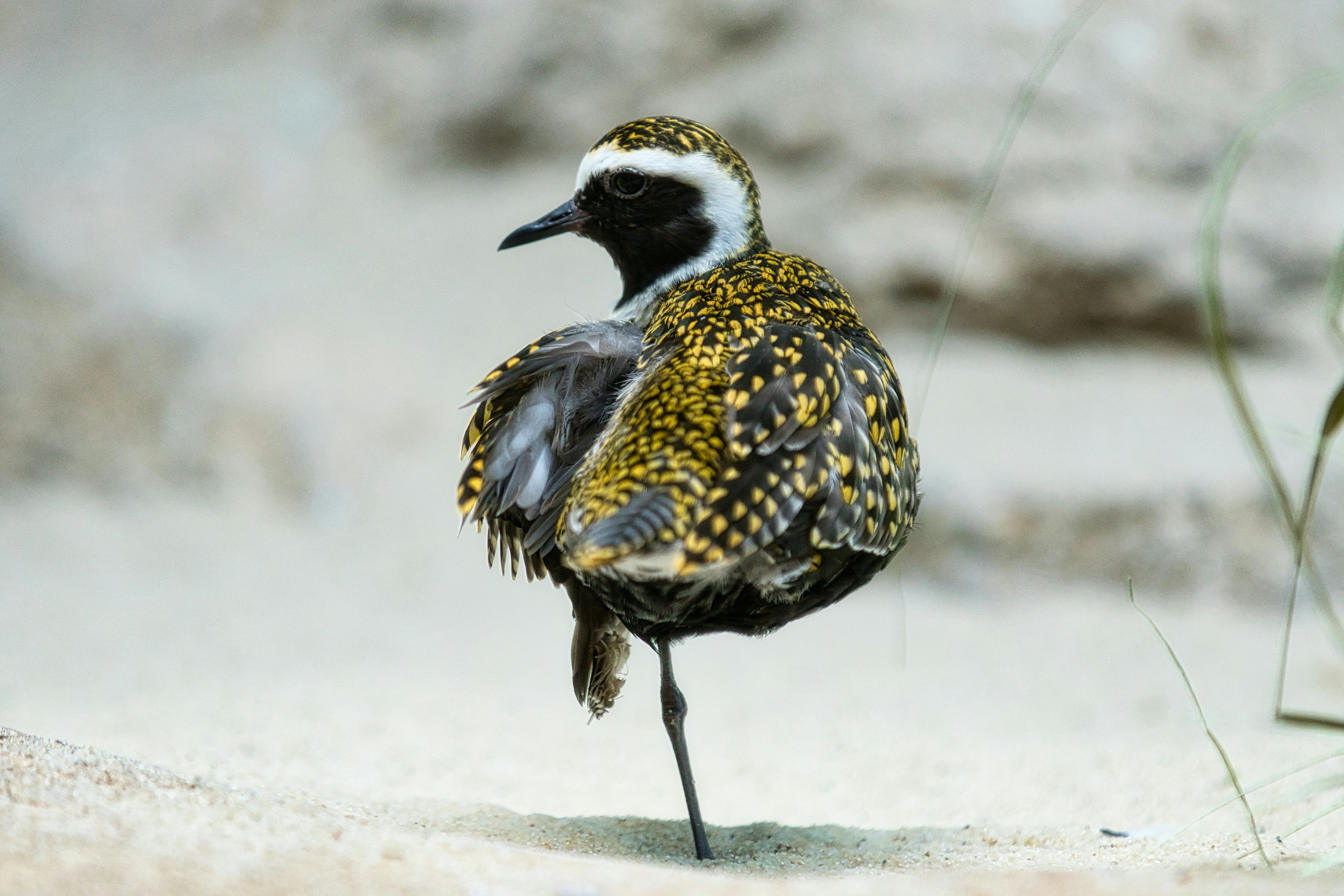 Golden plover standing on one leg in sand