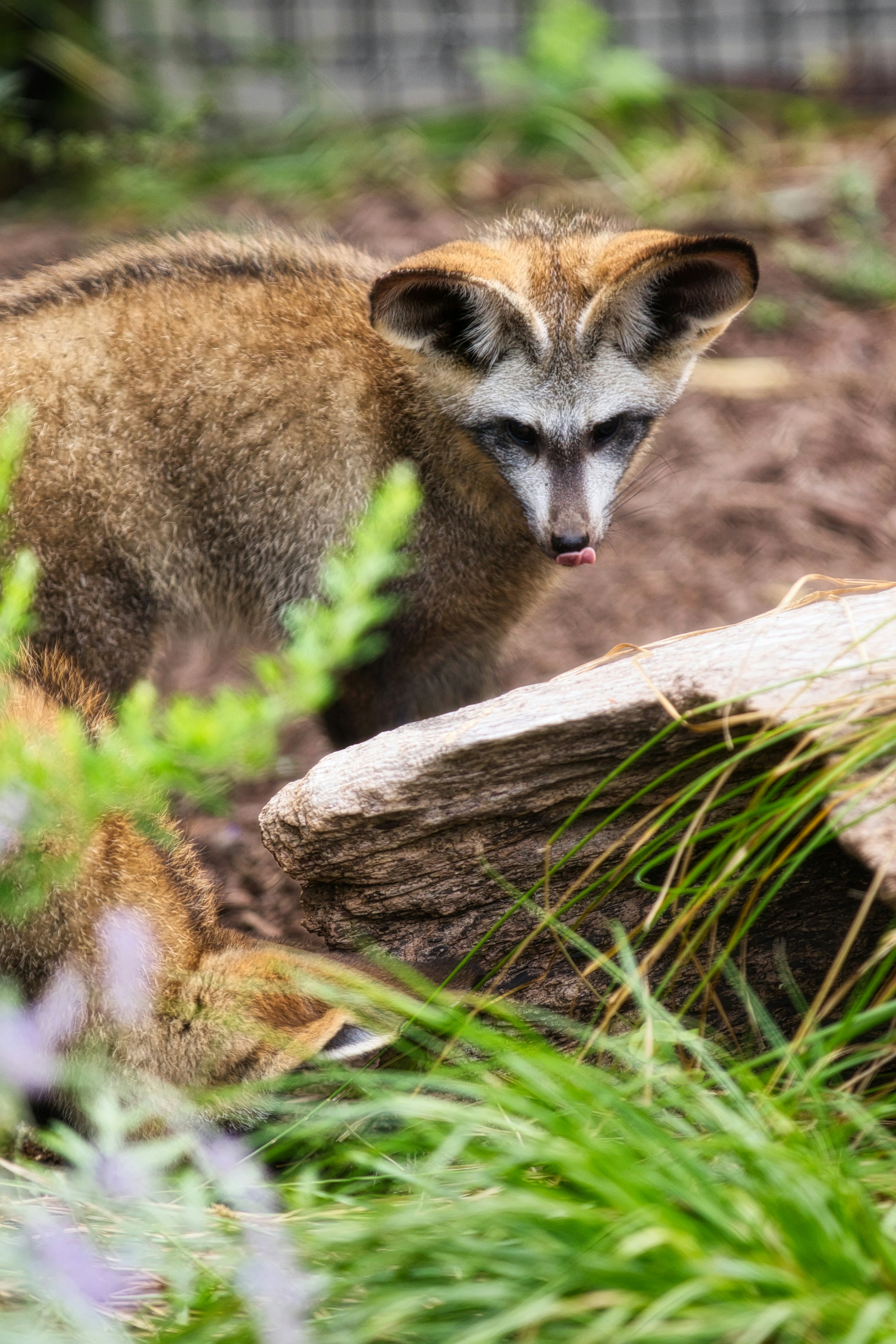 Bat-eared fox looking forward with tongue out