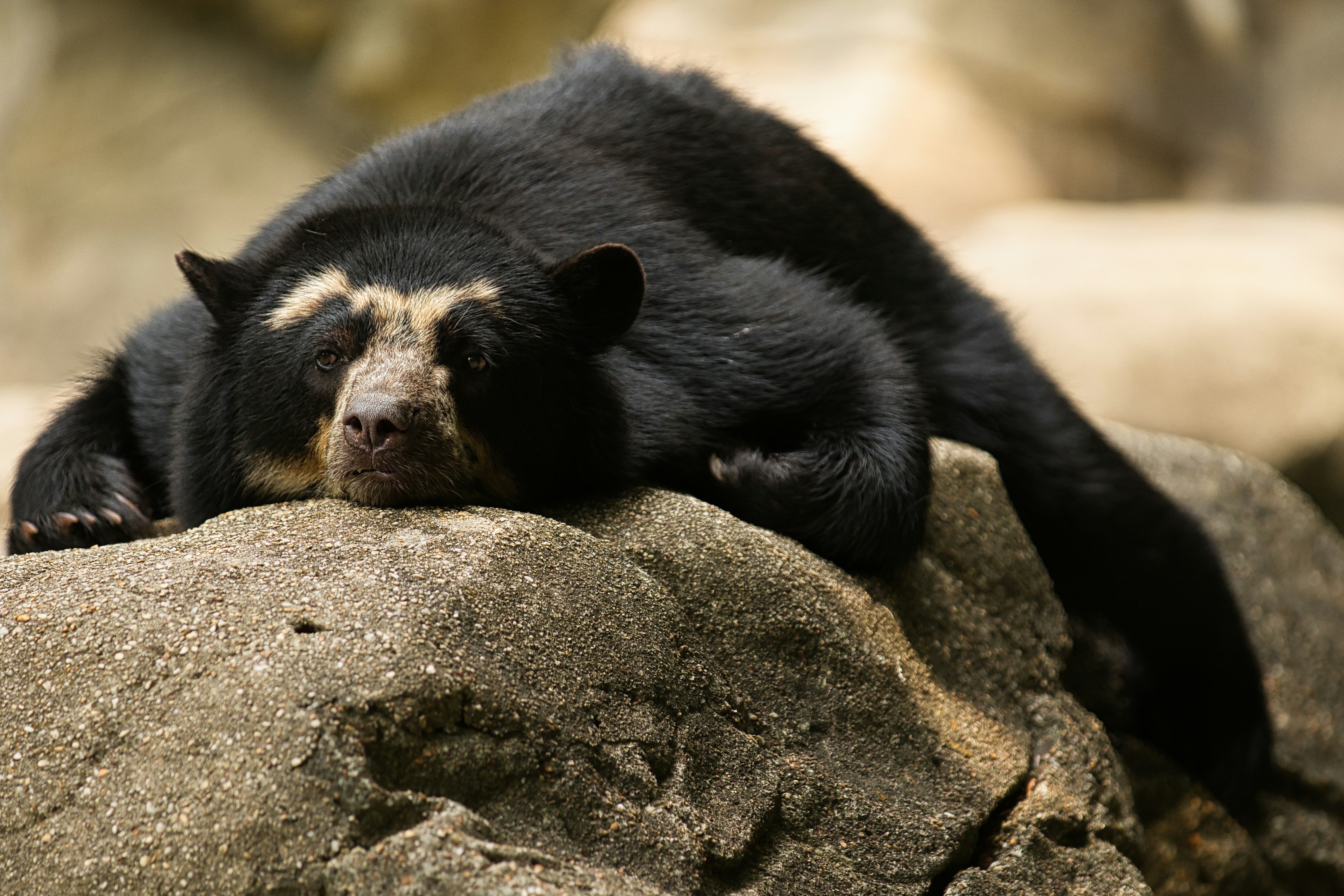 Spectacled bear with facial markings resting on rocks
