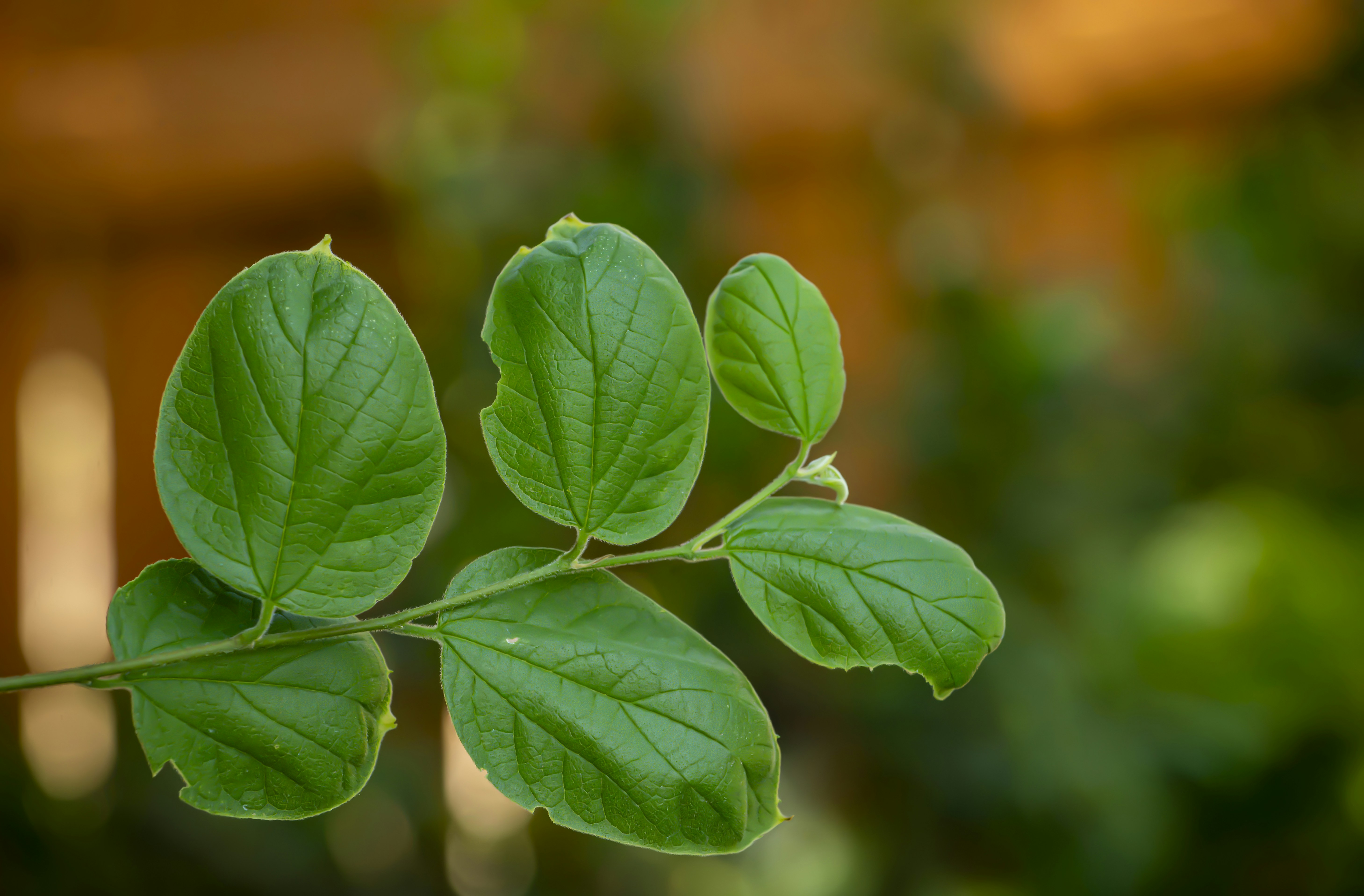 A branch with vibrant green leaves against a blurred background.