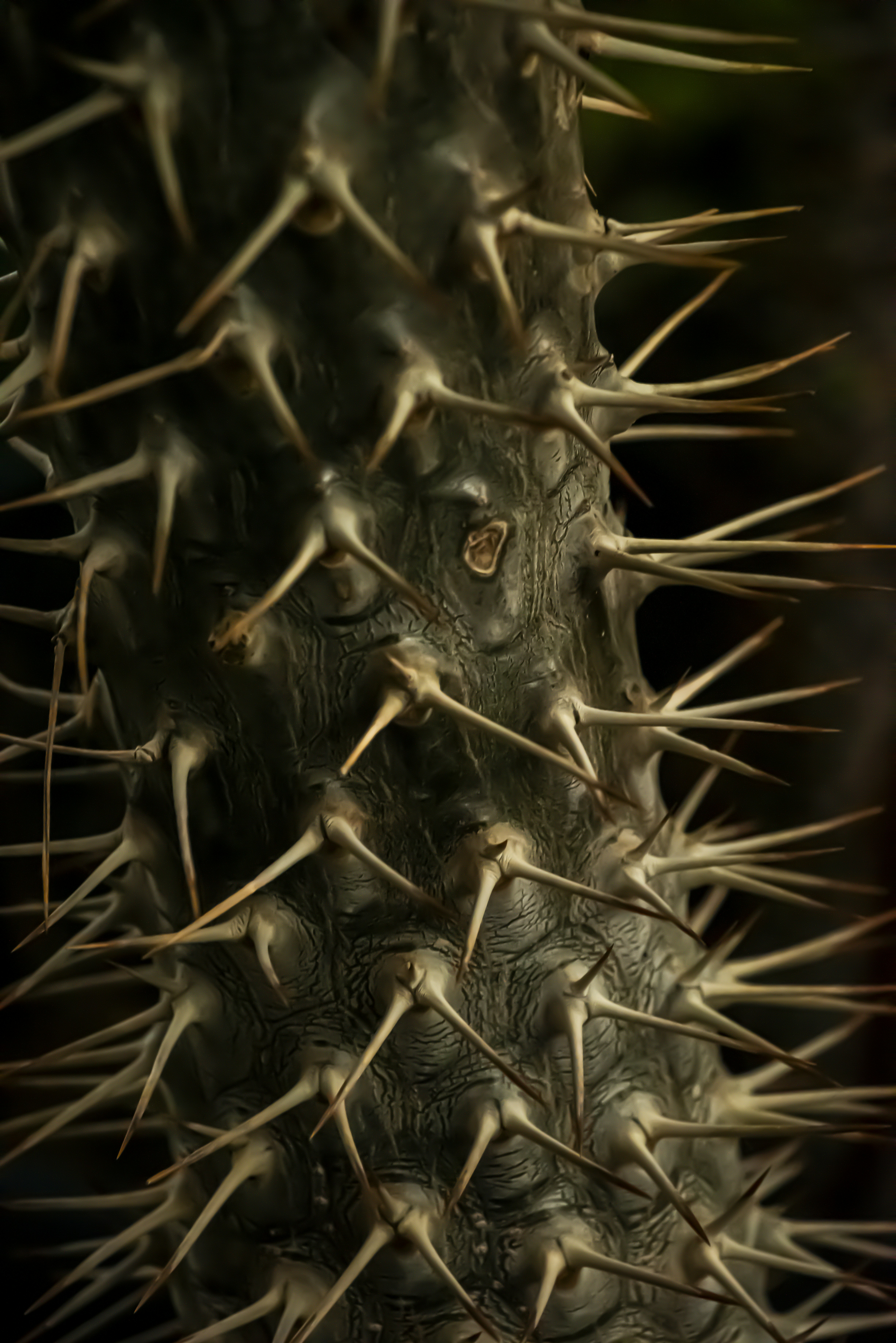 Thorny plant stem against a dark background.