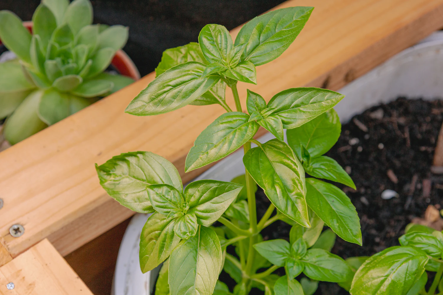 Genovese basil seedlings growing in a white pot beside a wooden box