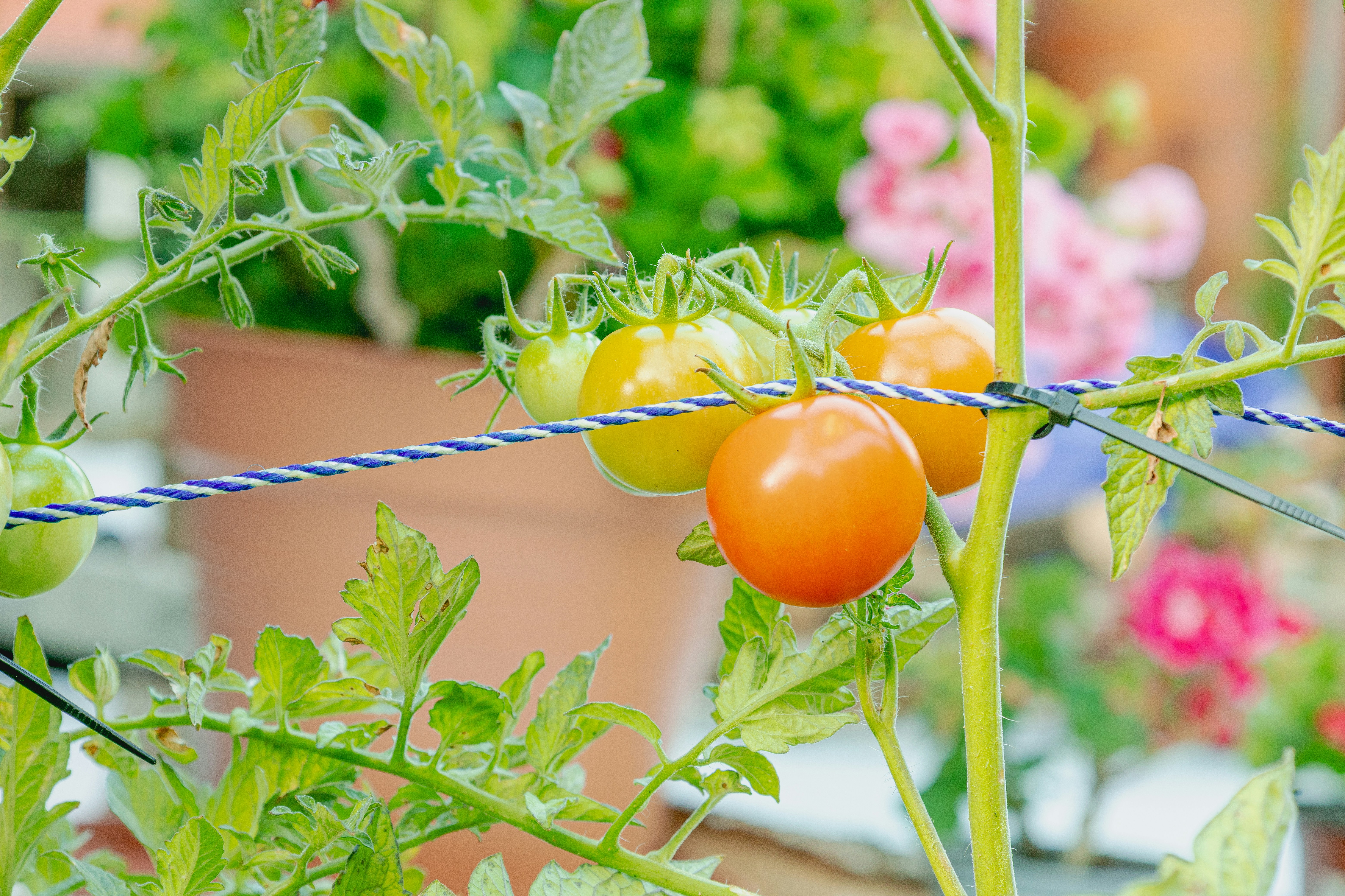 15 Vegetables You Can Grow in a Small Backyard Garden in the USA