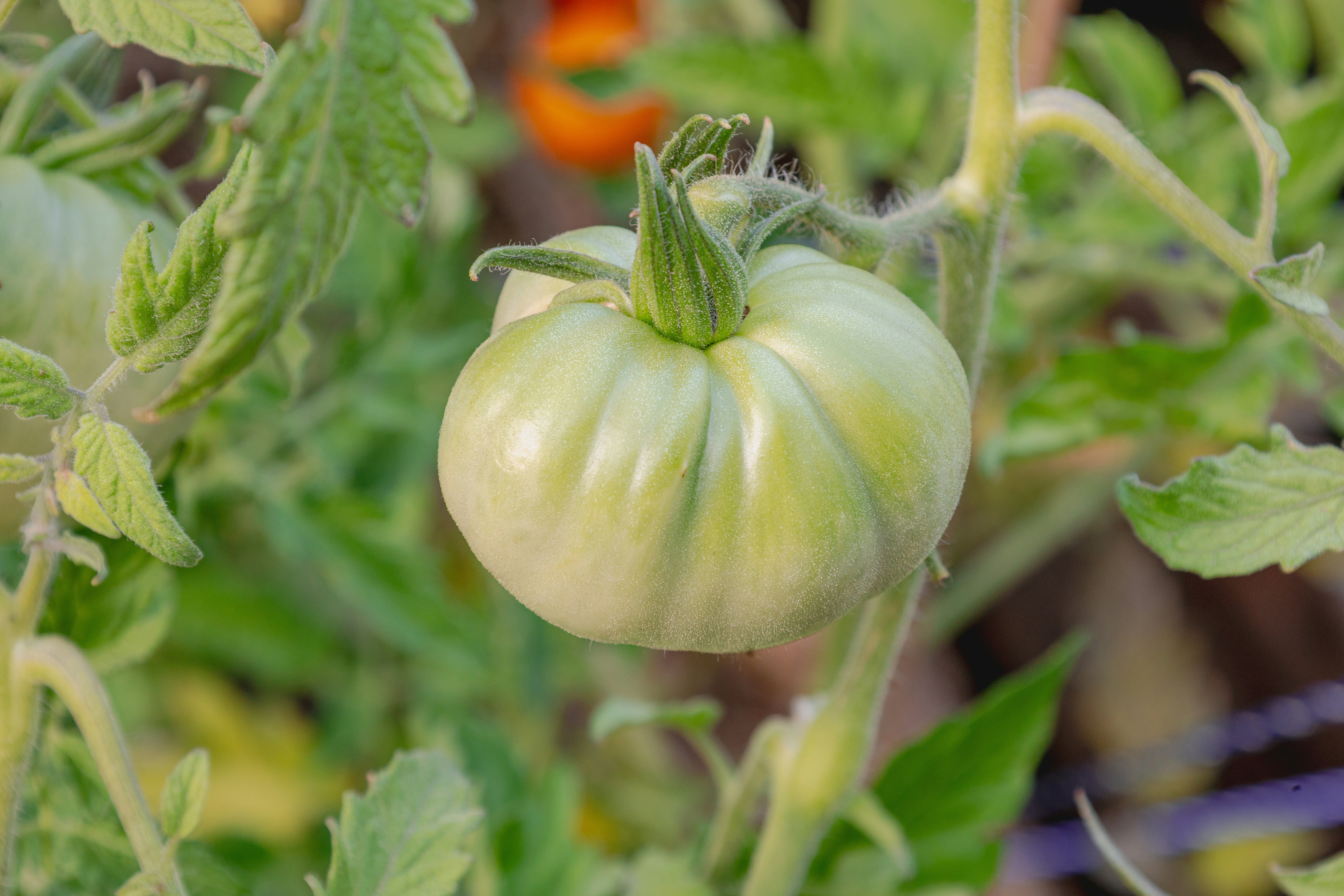 A single unripe green tomato growing on a vine with serrated leaves