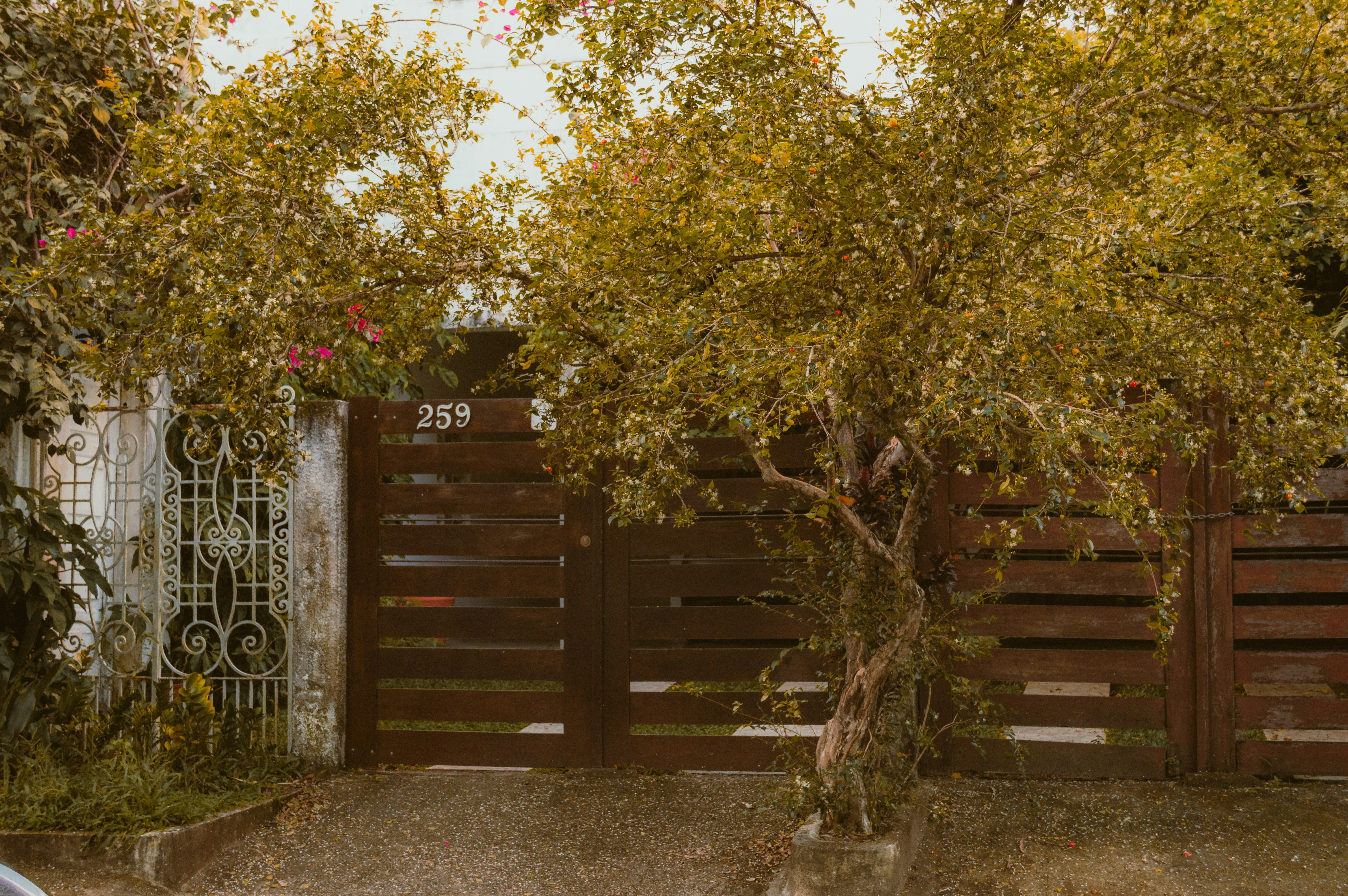 Un arbre aux feuilles vertes devant une porte en bois brun numéroté 259.
