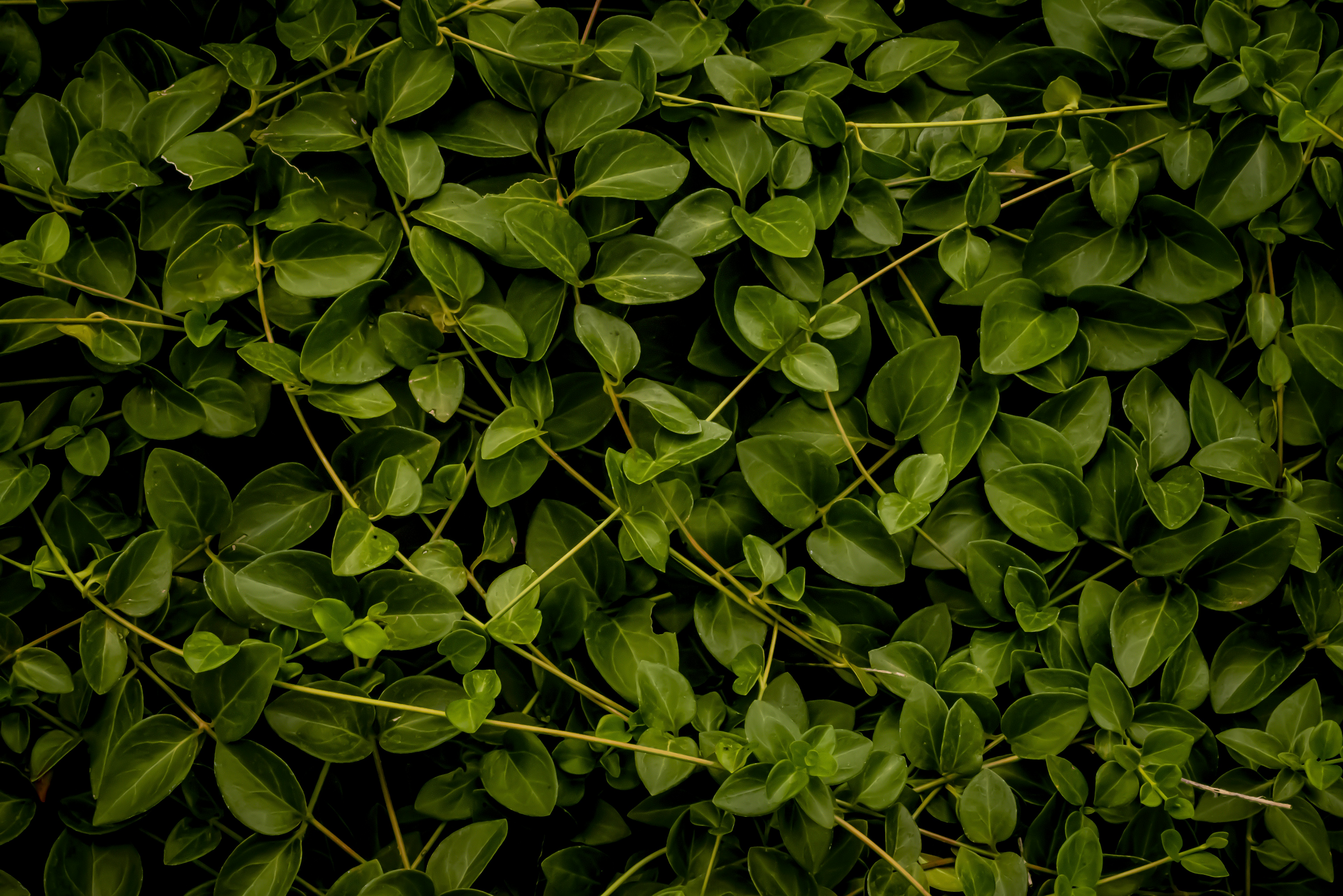 A dense pattern of vibrant green leaves and thin stems