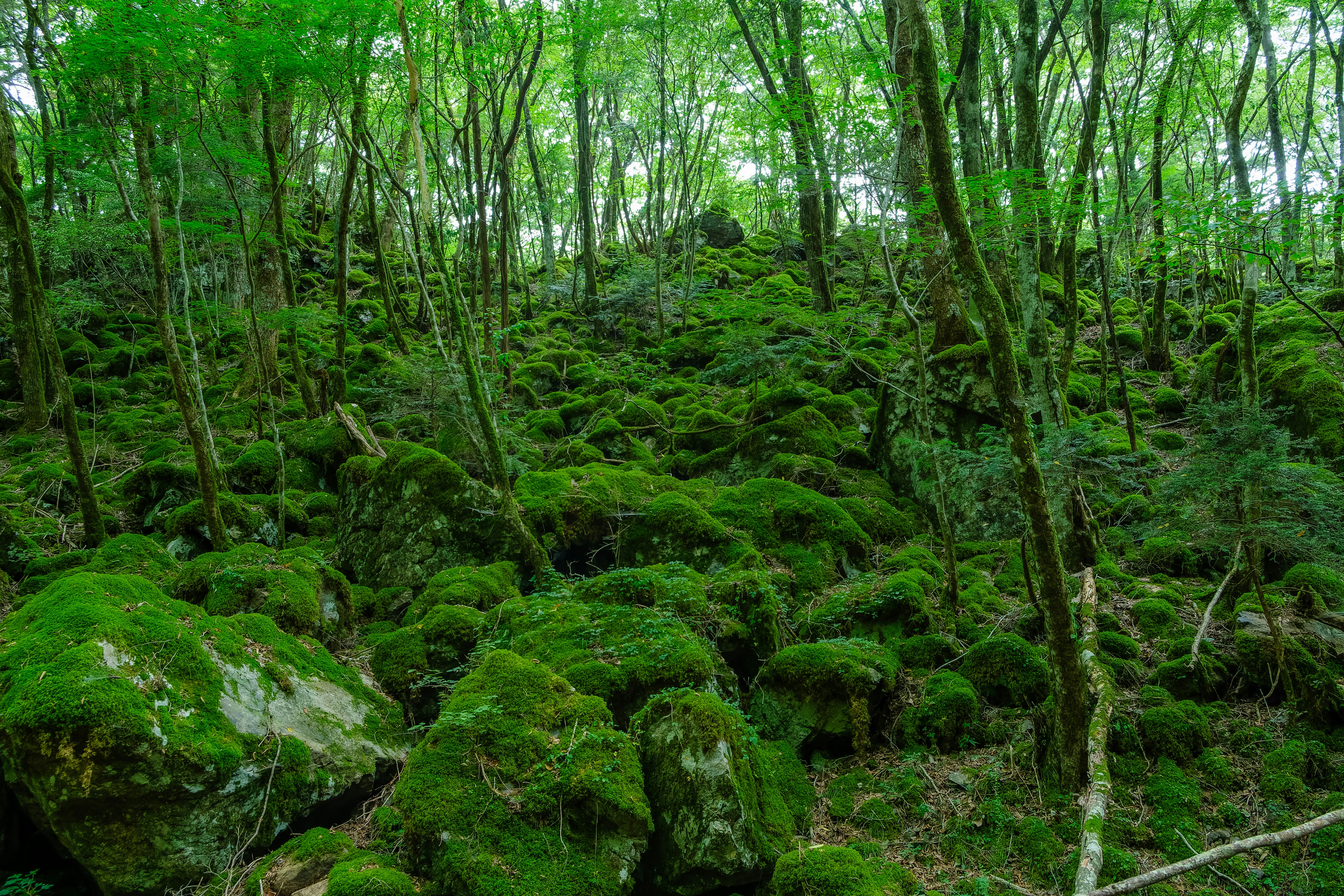 Moss-covered rocks and trees in a dense, lush green forest.