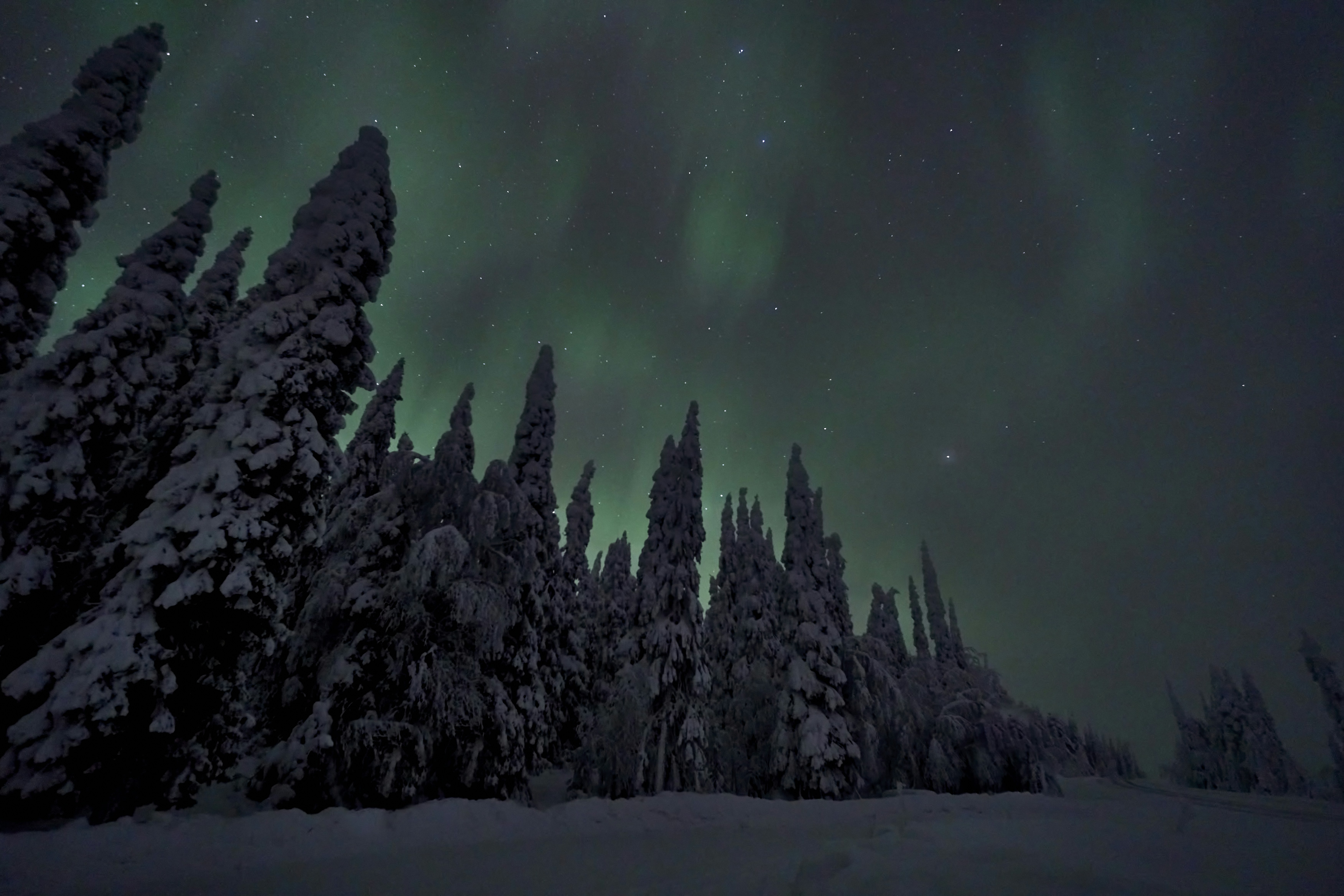 Vibrant northern lights dance above a dark, snow-laden pine forest.