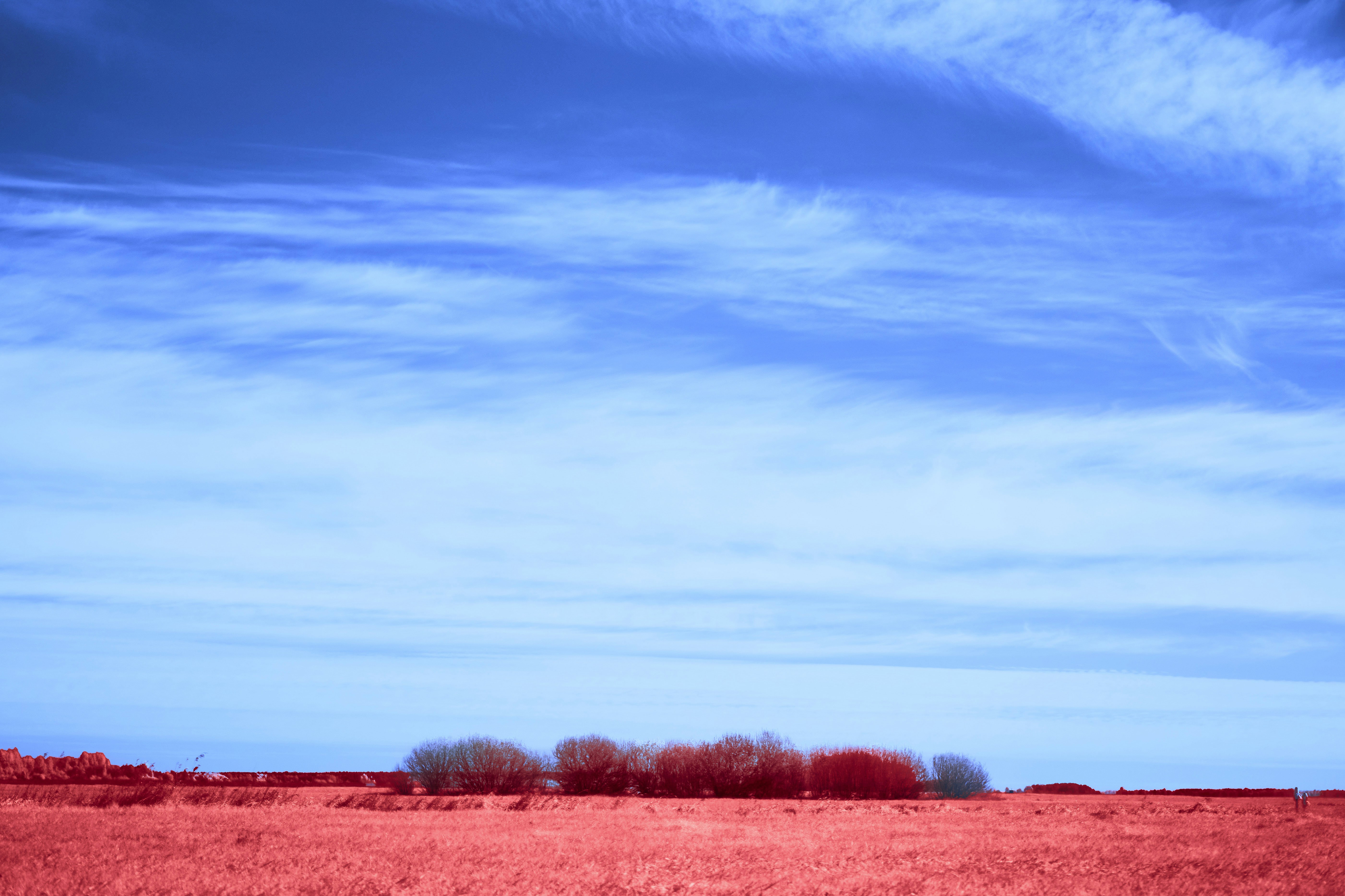 A vibrant red field under a bright blue sky.