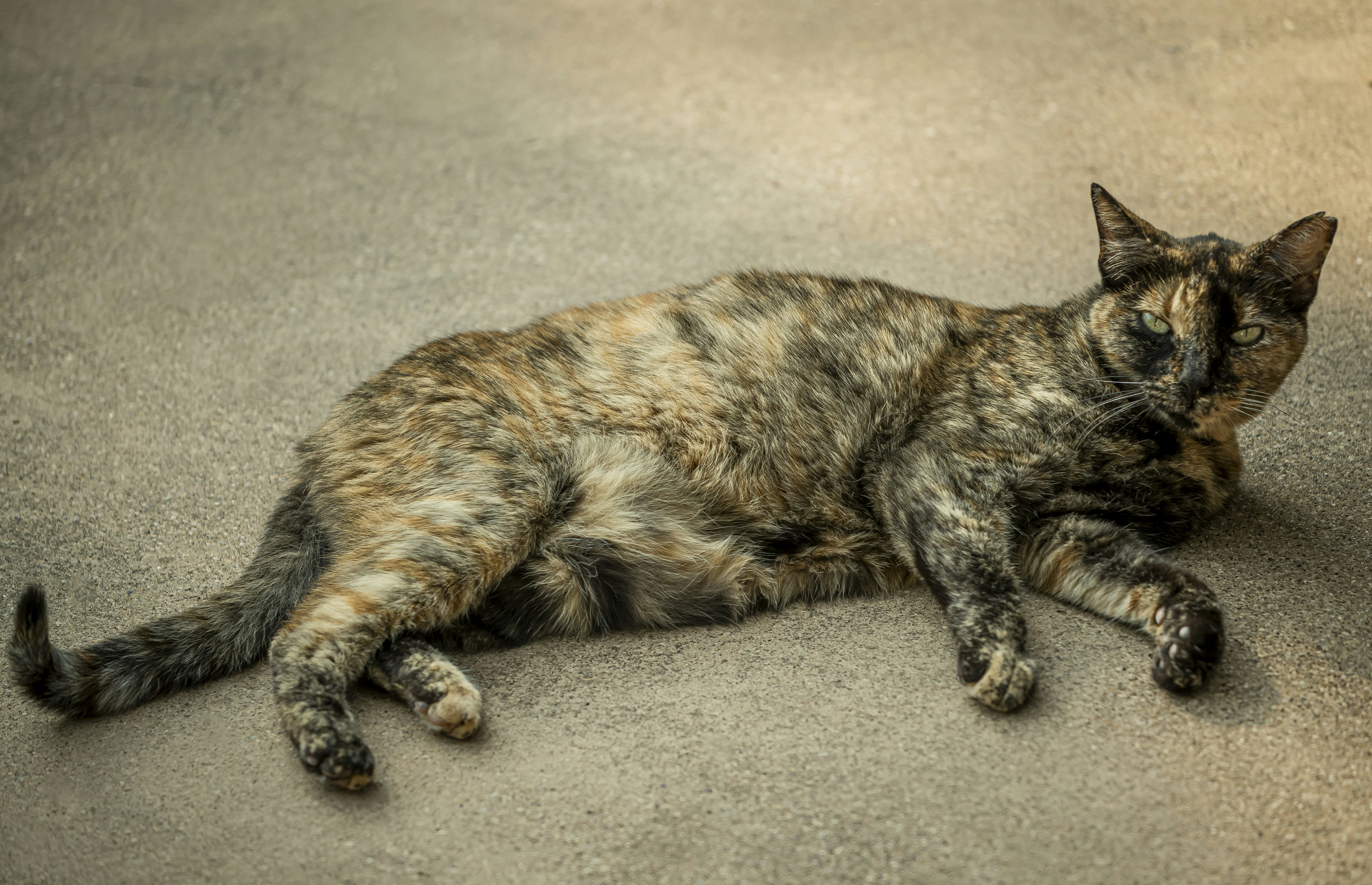 A beautiful tortoiseshell cat lying down.