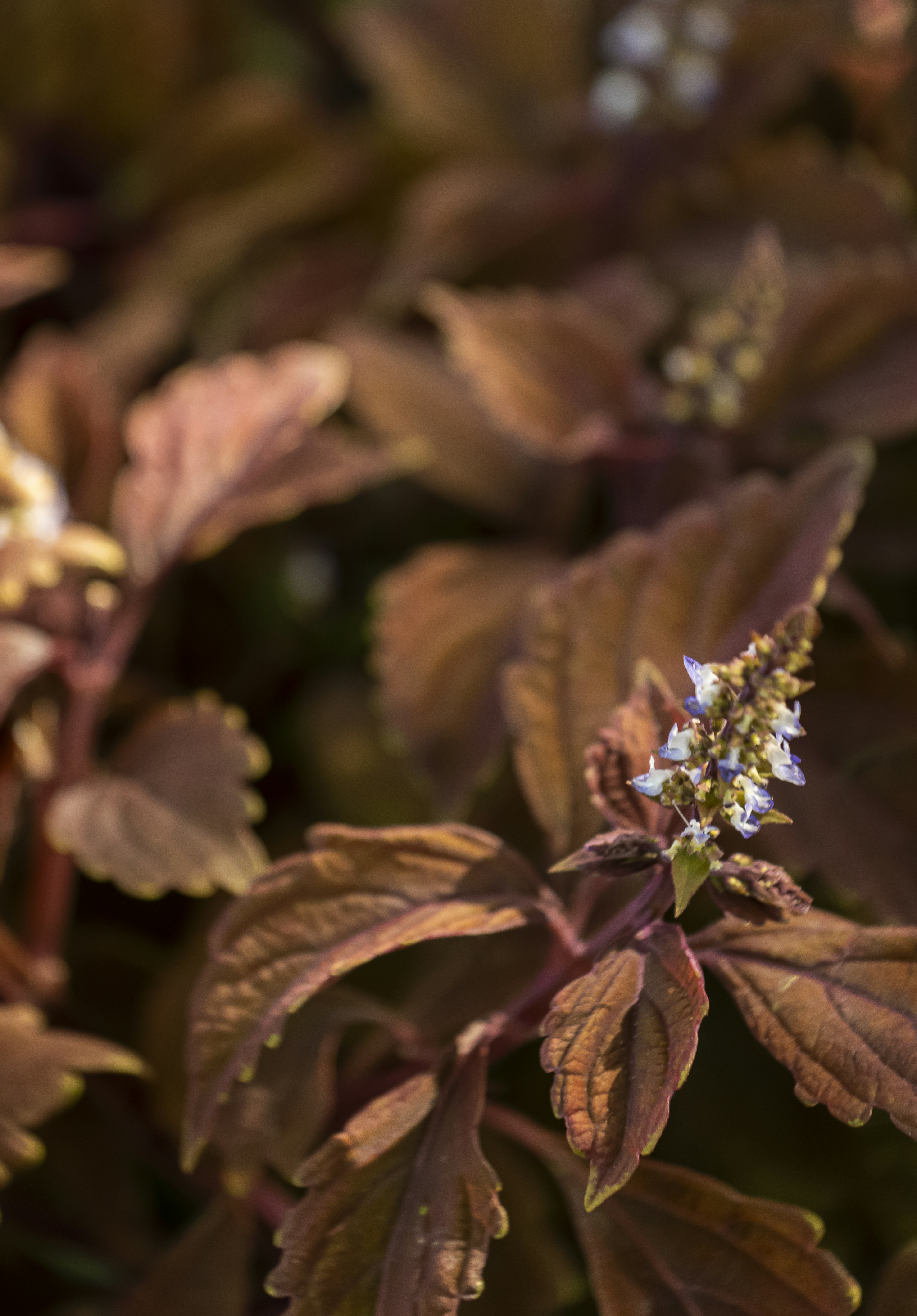Reddish-brown plant with tiny white-purple flowers.