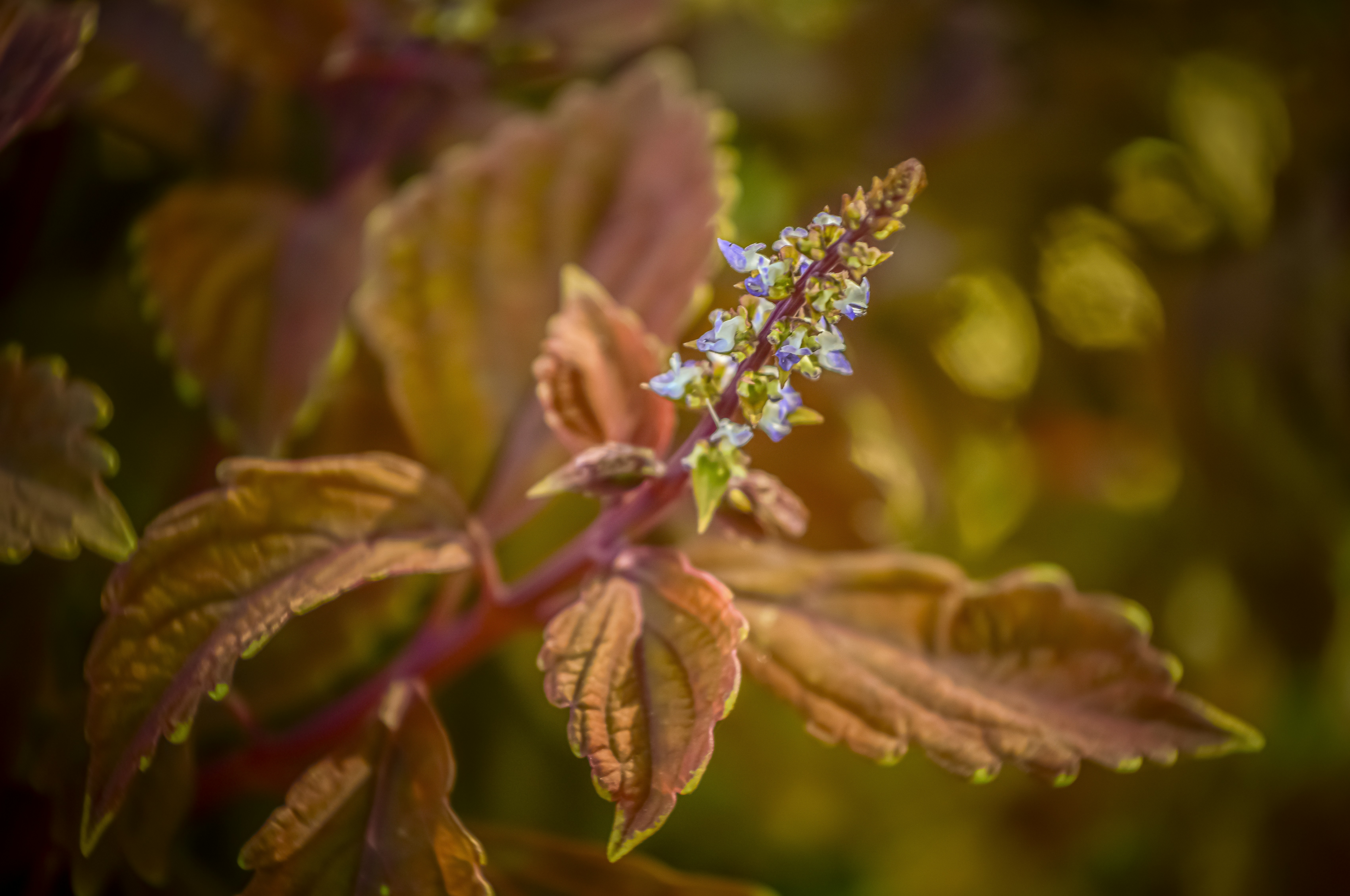 Reddish-brown plant leaves with a delicate white flower spike.