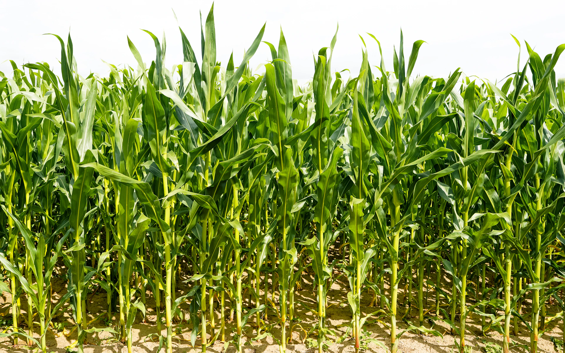 A dense field of tall green corn stalks growing in rows