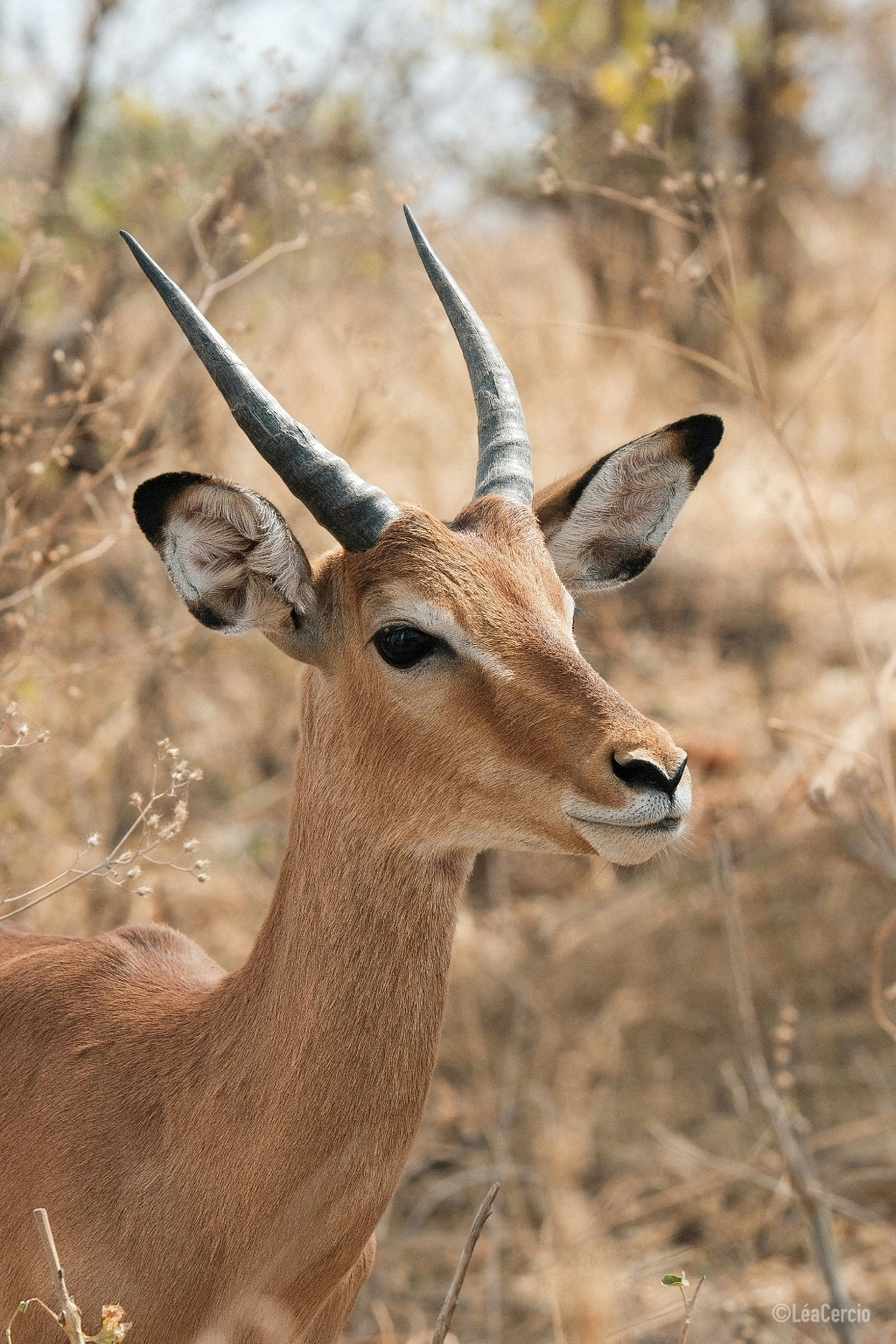Un impala con cuernos curvados en un paisaje seco y herboso de sabana