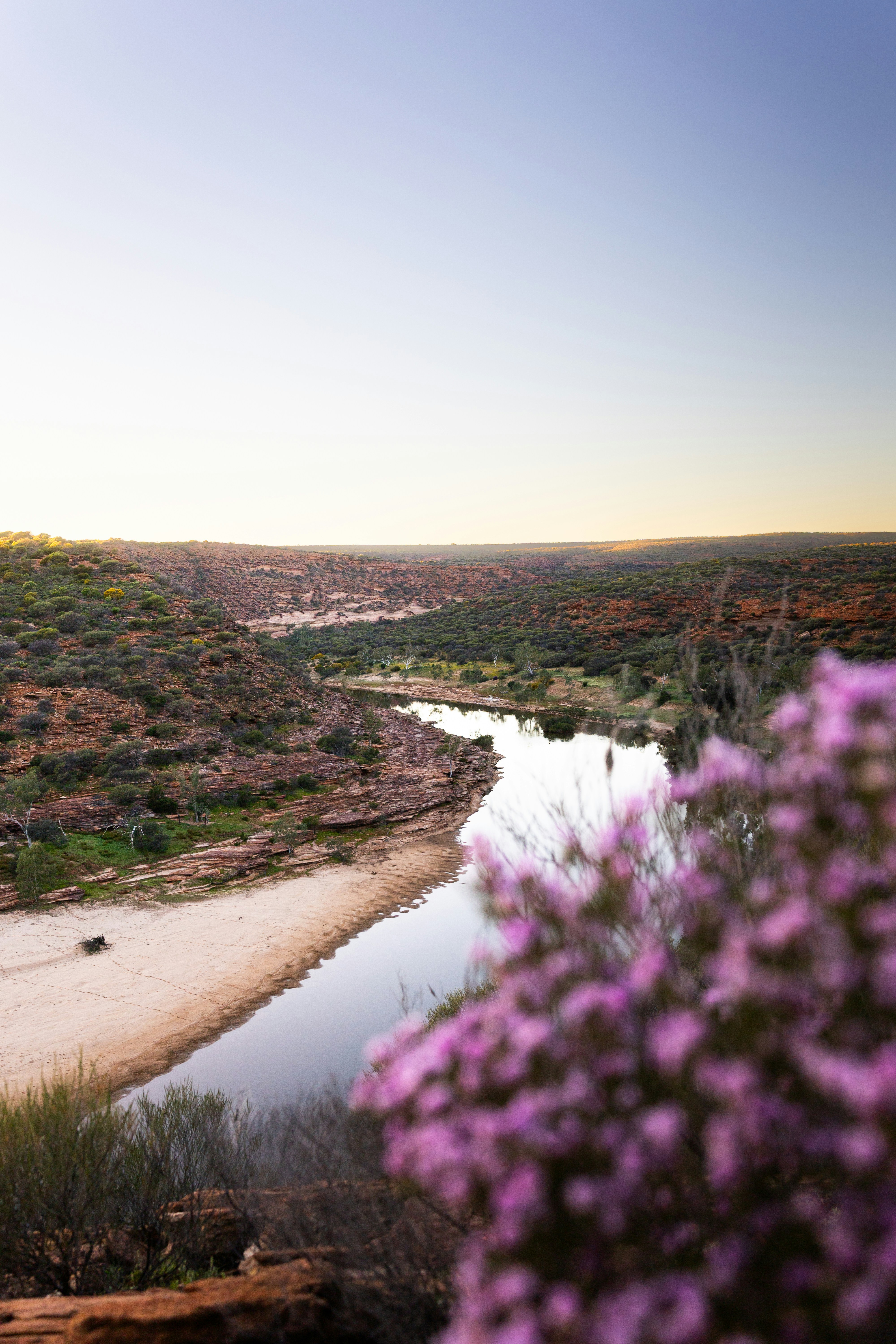 Une rivière sinueuse à travers un canyon rocheux, orné de fleurs sauvages roses au premier plan