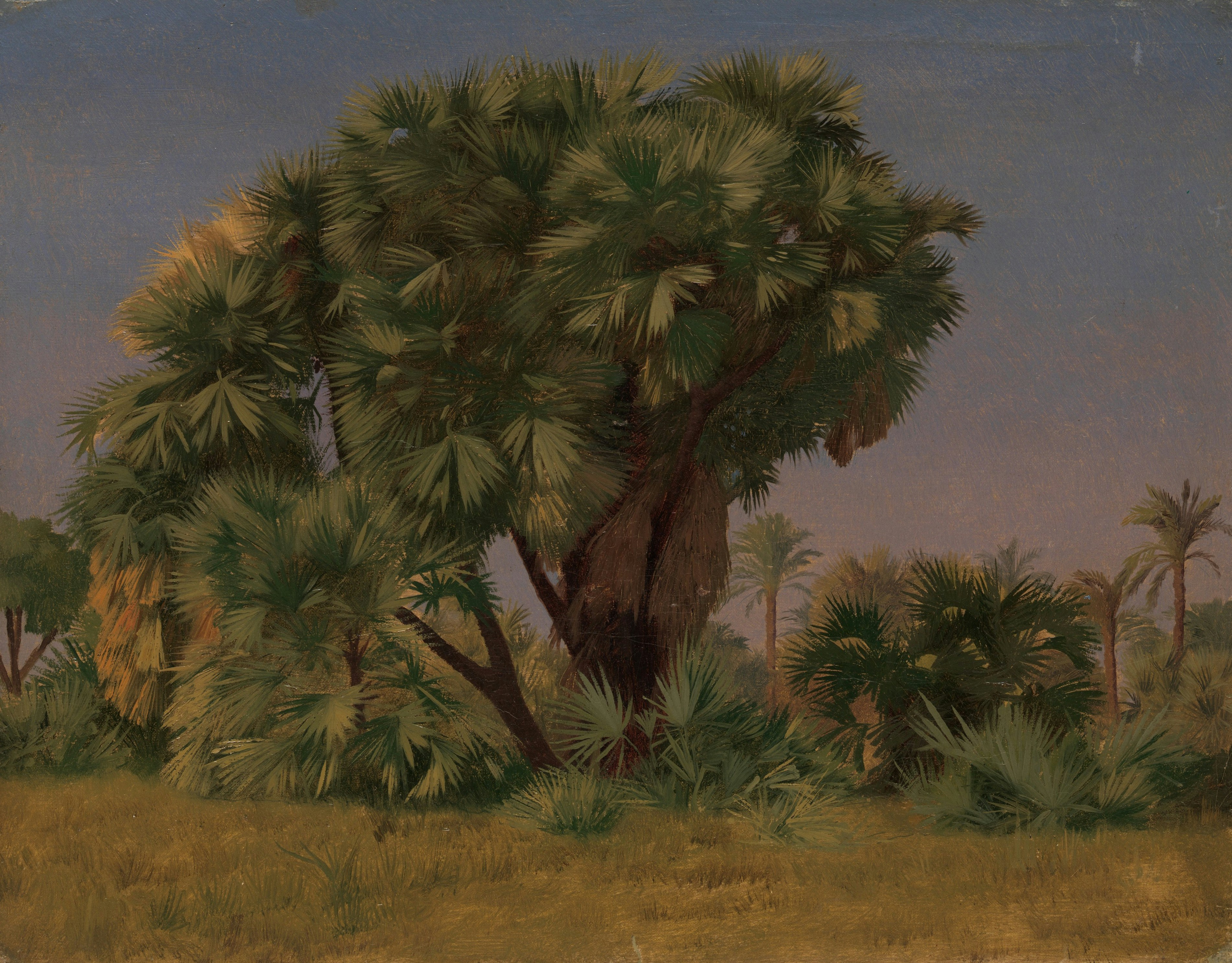 A large palm tree in a field of dry grass under a twilight sky.