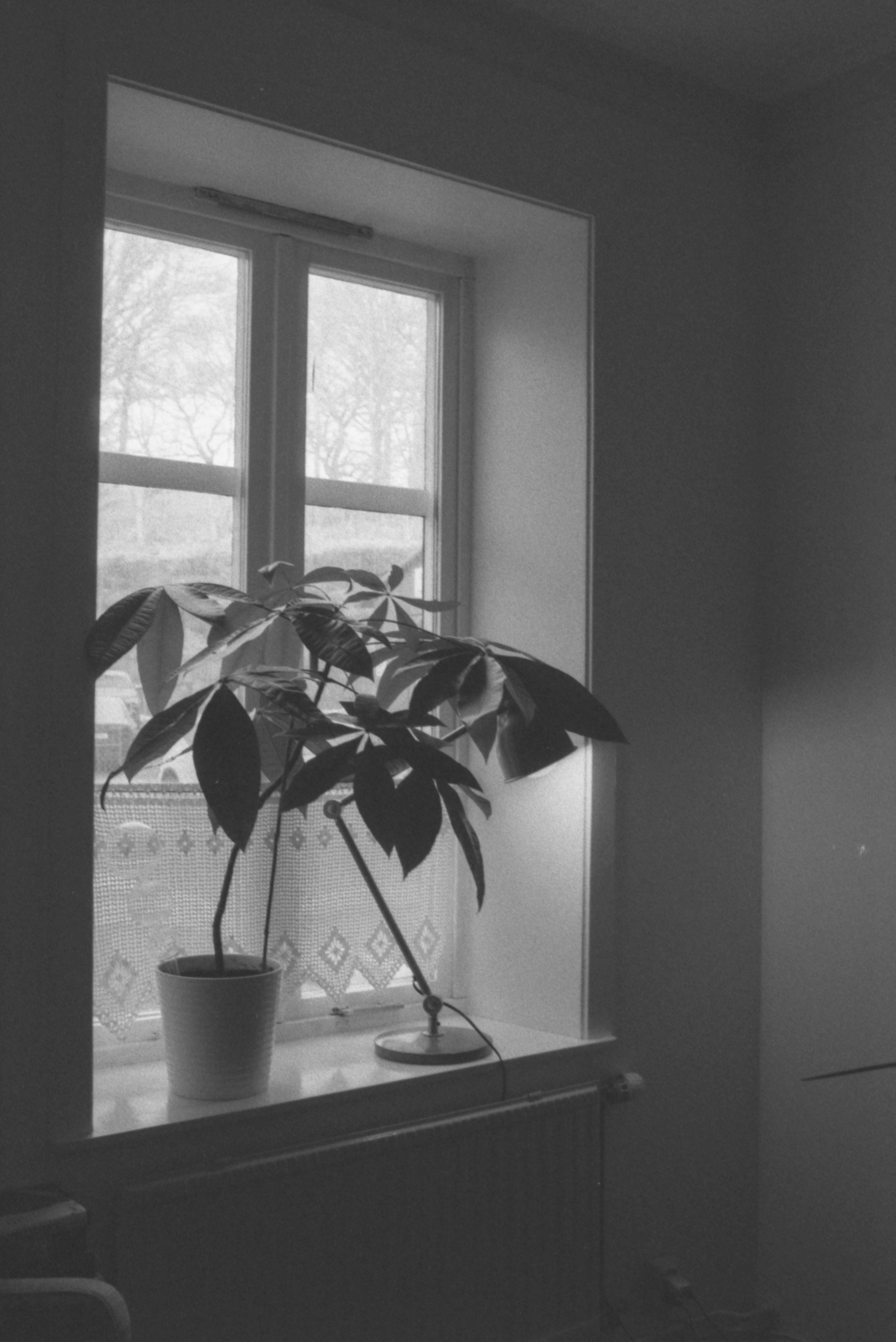 A potted money tree plant and a desk lamp on a window sill