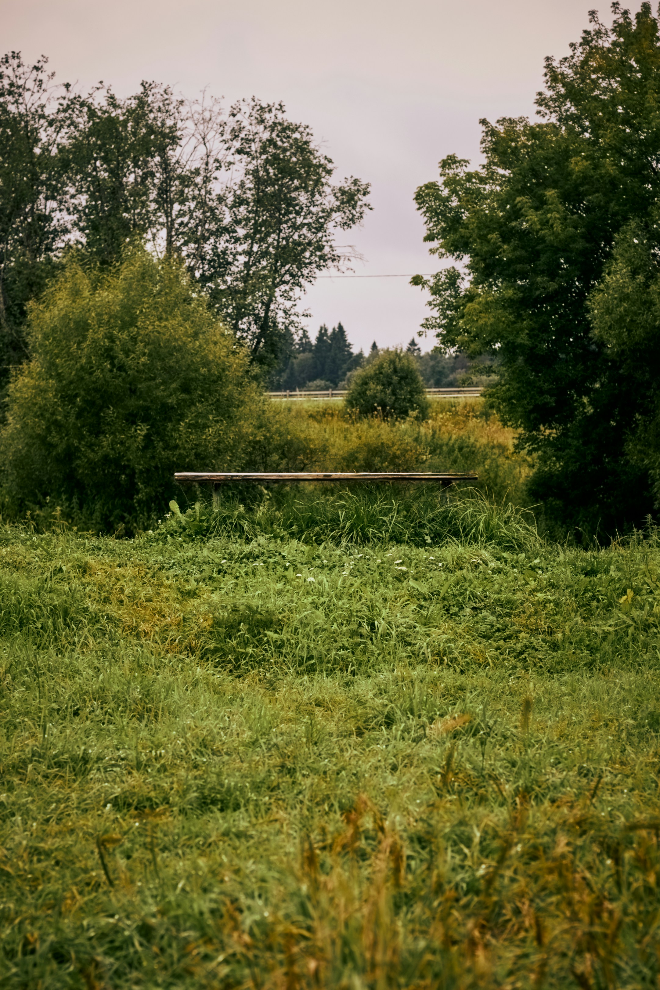 Un banc en bois dans un champ herbeux entouré d’arbres sous un ciel couvert.