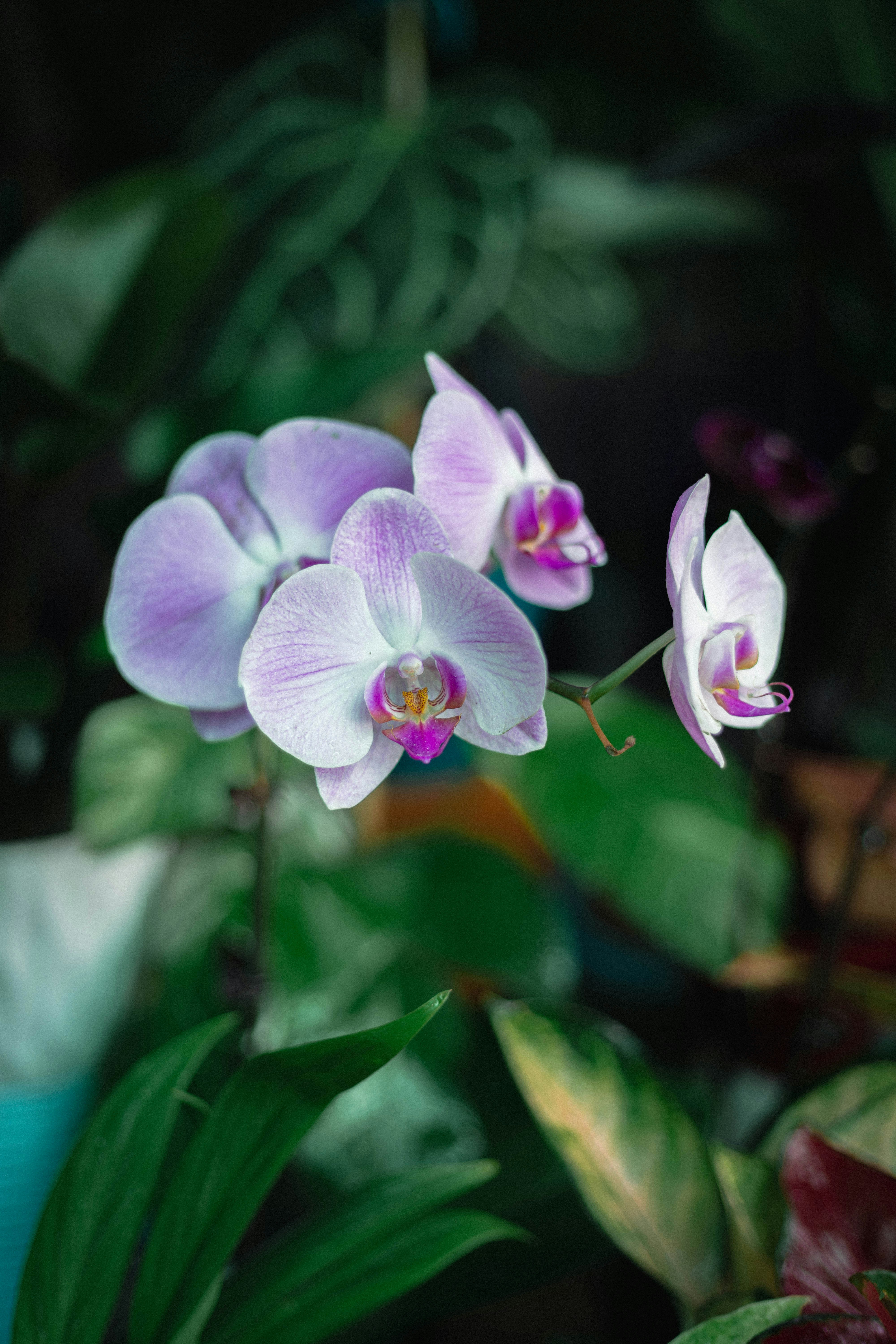 Sekumpulan anggrek phalaenopsis ungu pucat yang mekar di latar belakang gelap yang berdaun.