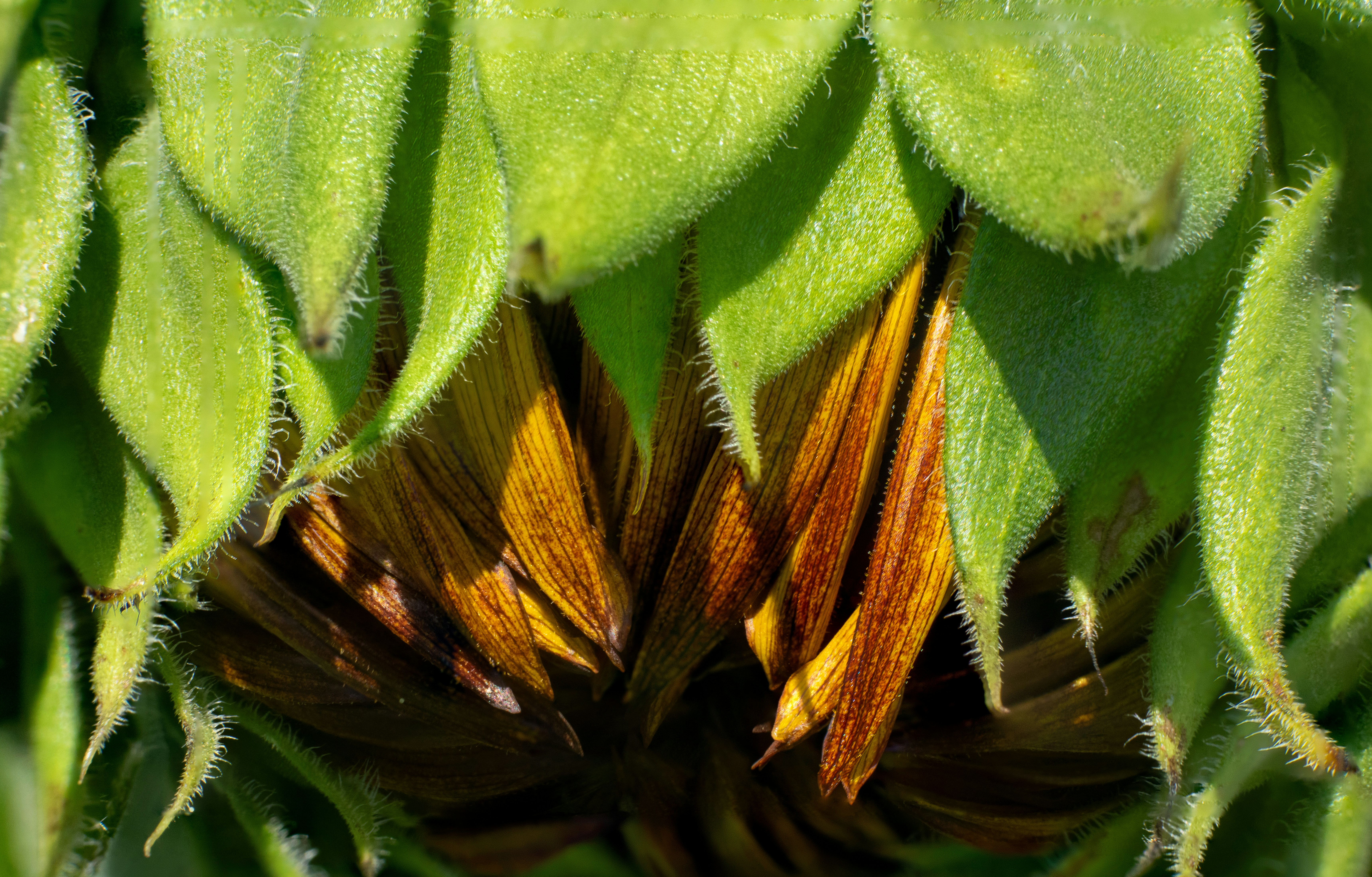 A close-up of a sunflower bud with green sepals and brown petals