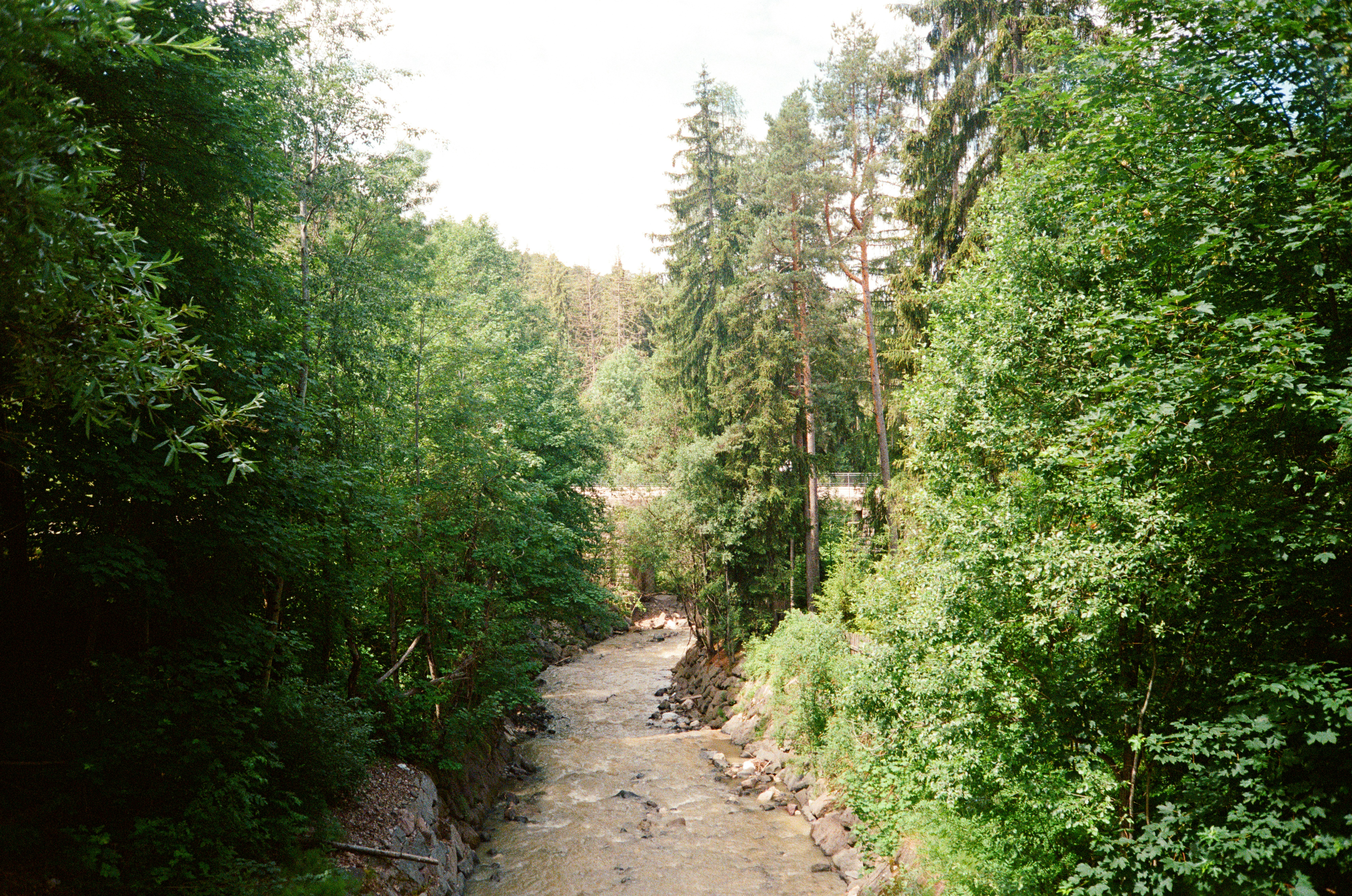 Narrow gravel path through dense green trees
