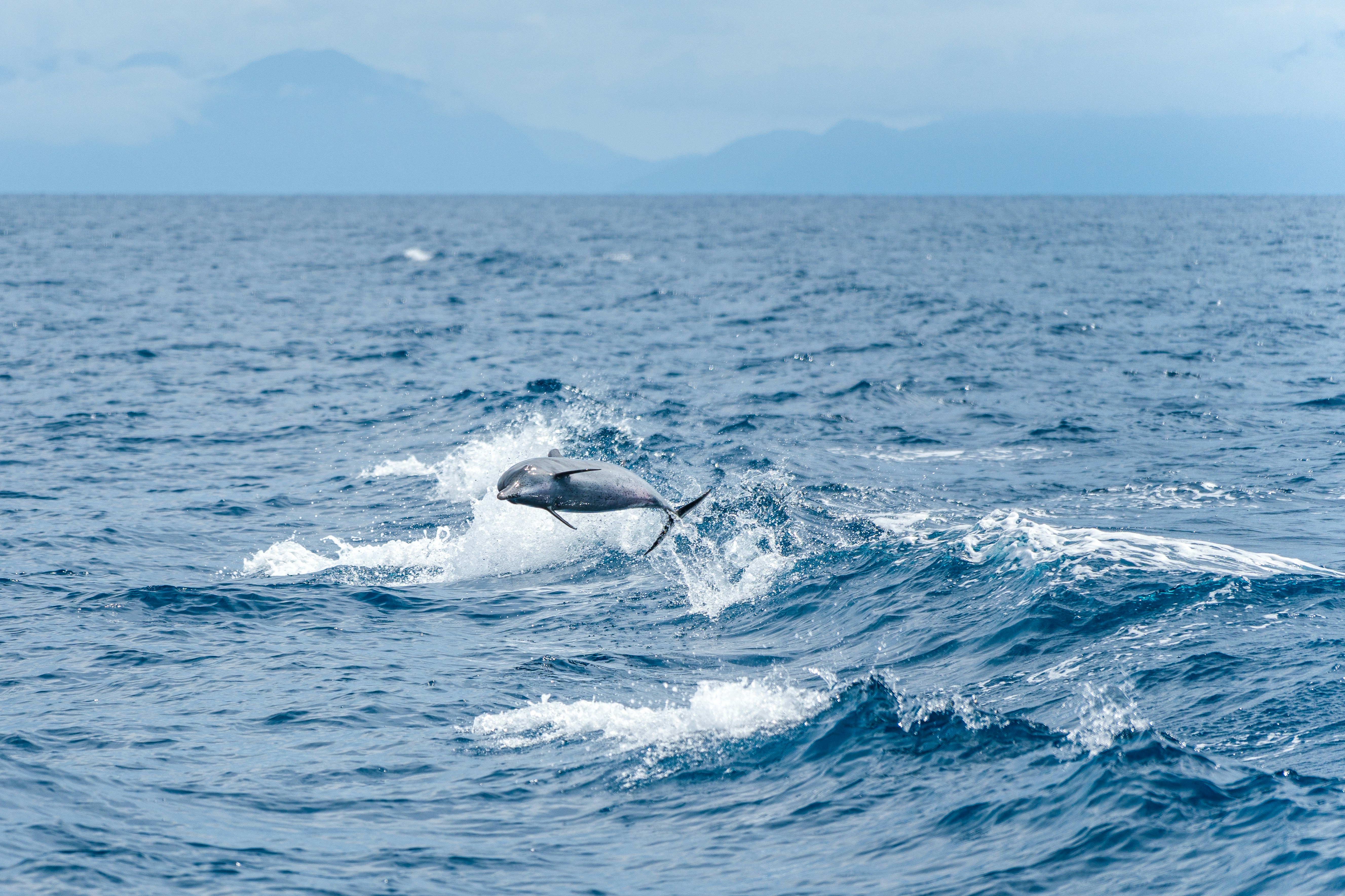 A dolphin leaping from blue ocean waves with distant mountains on the horizon.