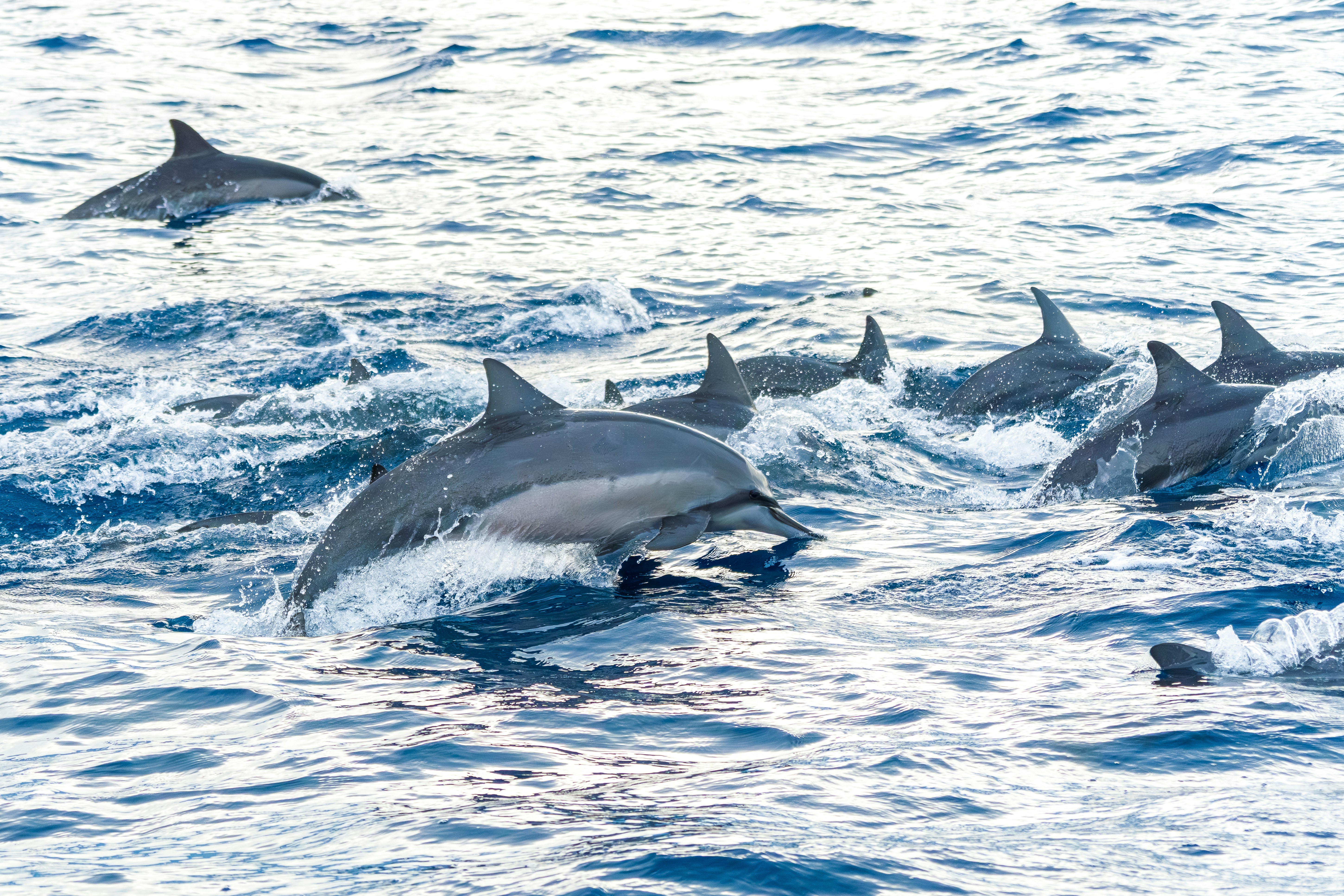 A pod of dolphins swimming and leaping through blue ocean waves.