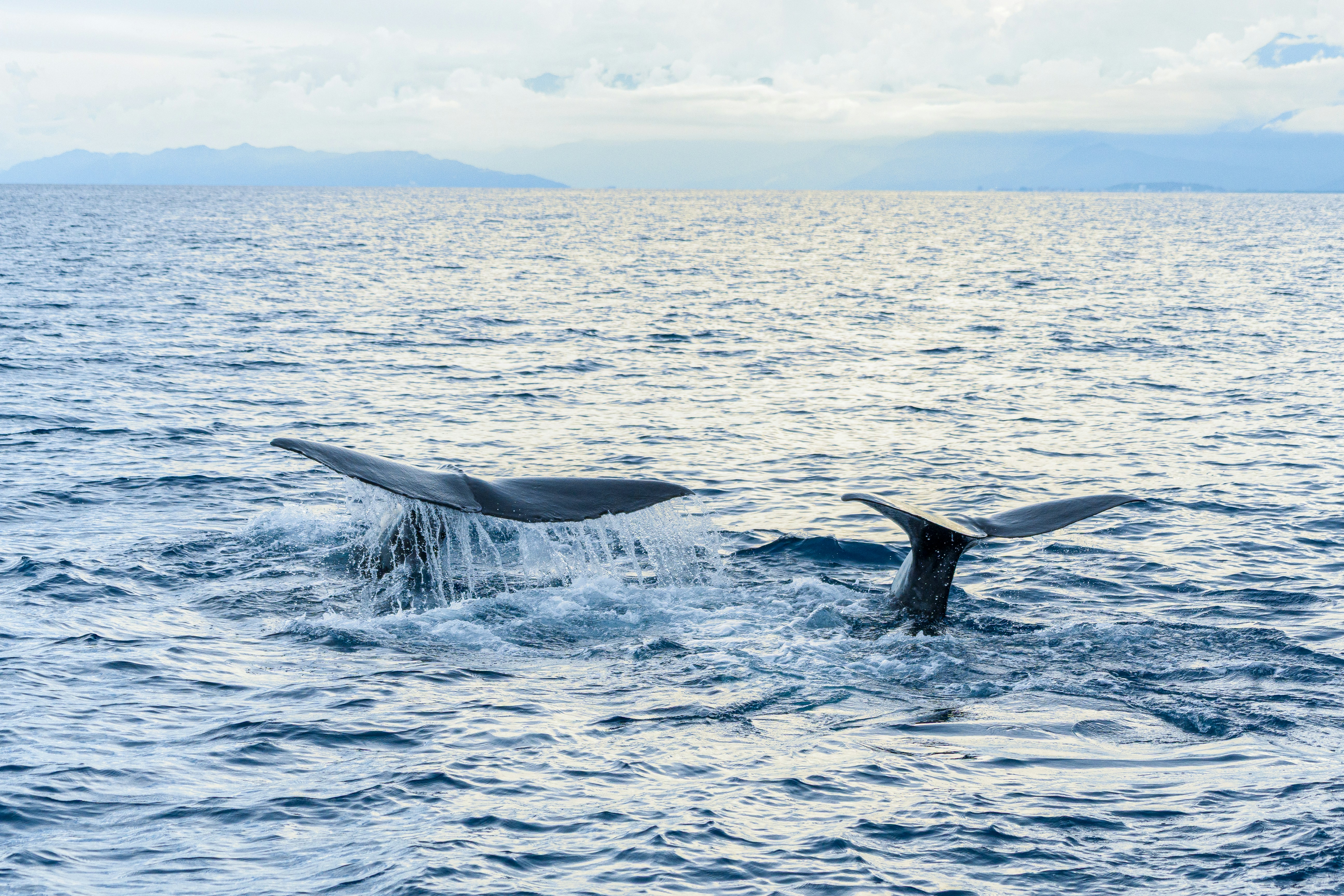 Two whale tails splashing in the blue ocean with distant mountains on the horizon.