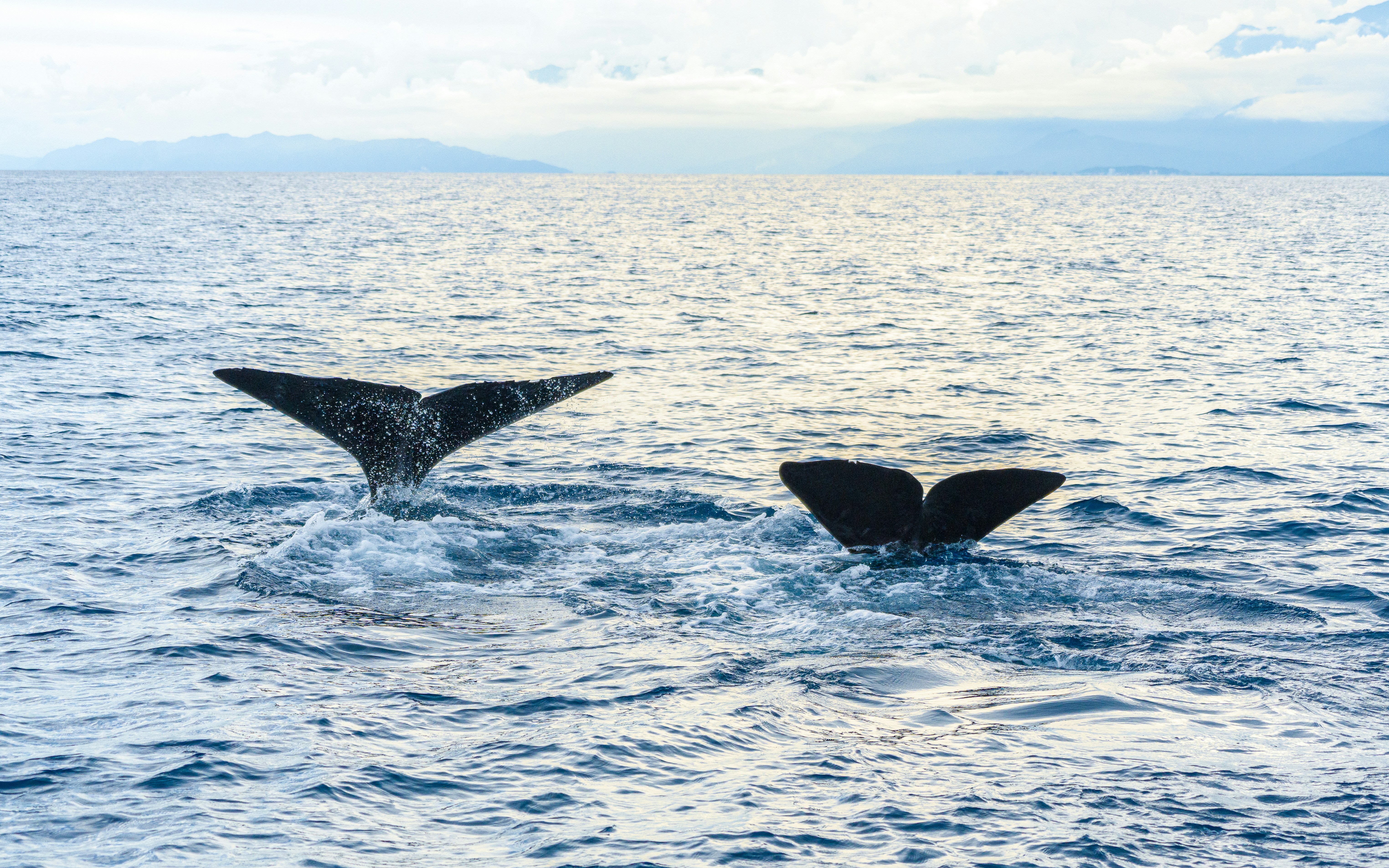 Two whale tails splashing in the blue ocean with distant mountains on the horizon